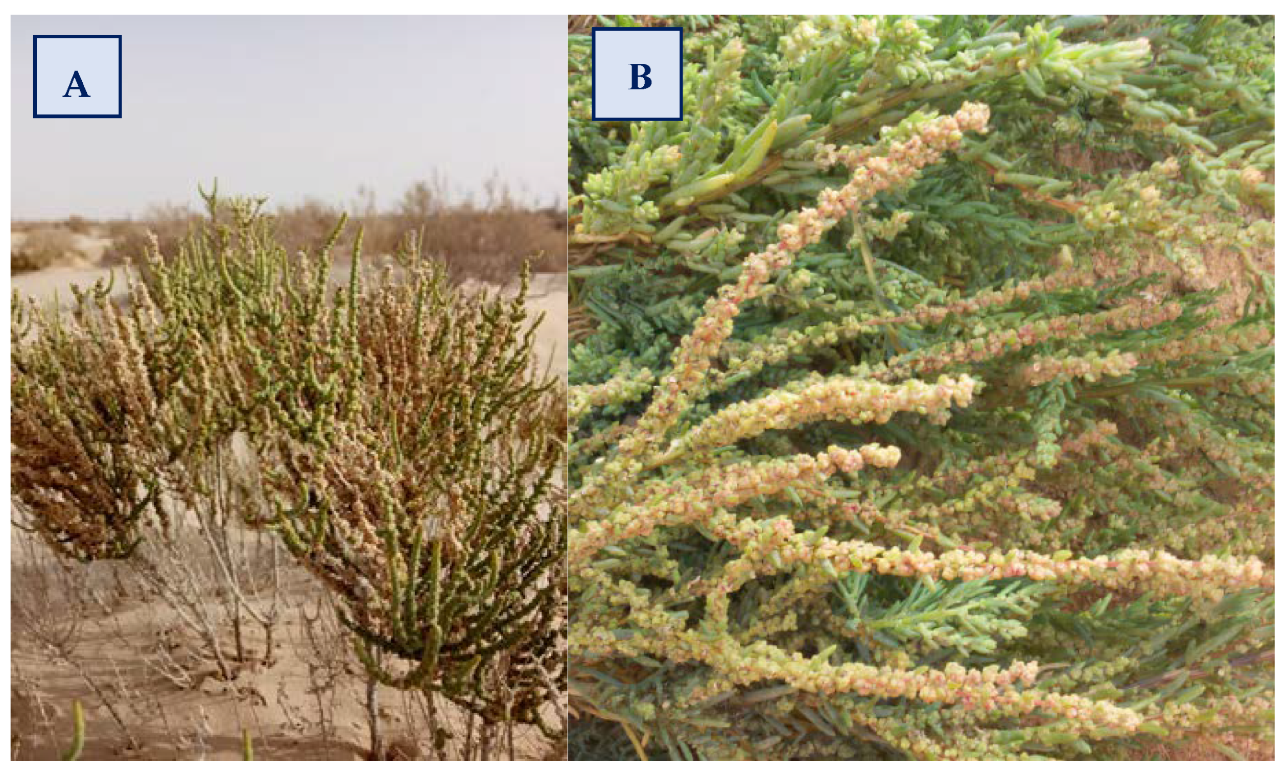 Molecules 28 03580 g004