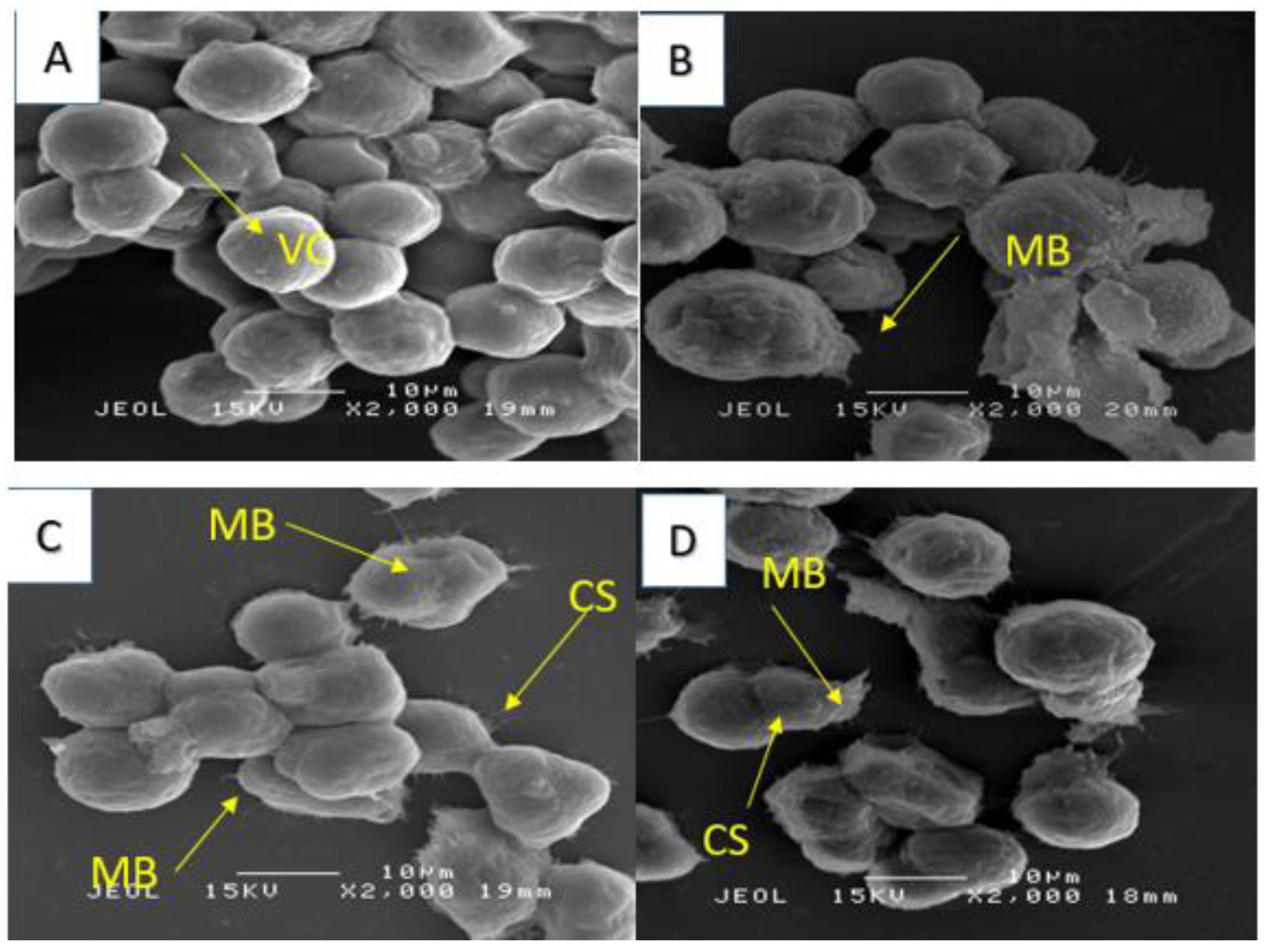 Molecules 28 03612 g011