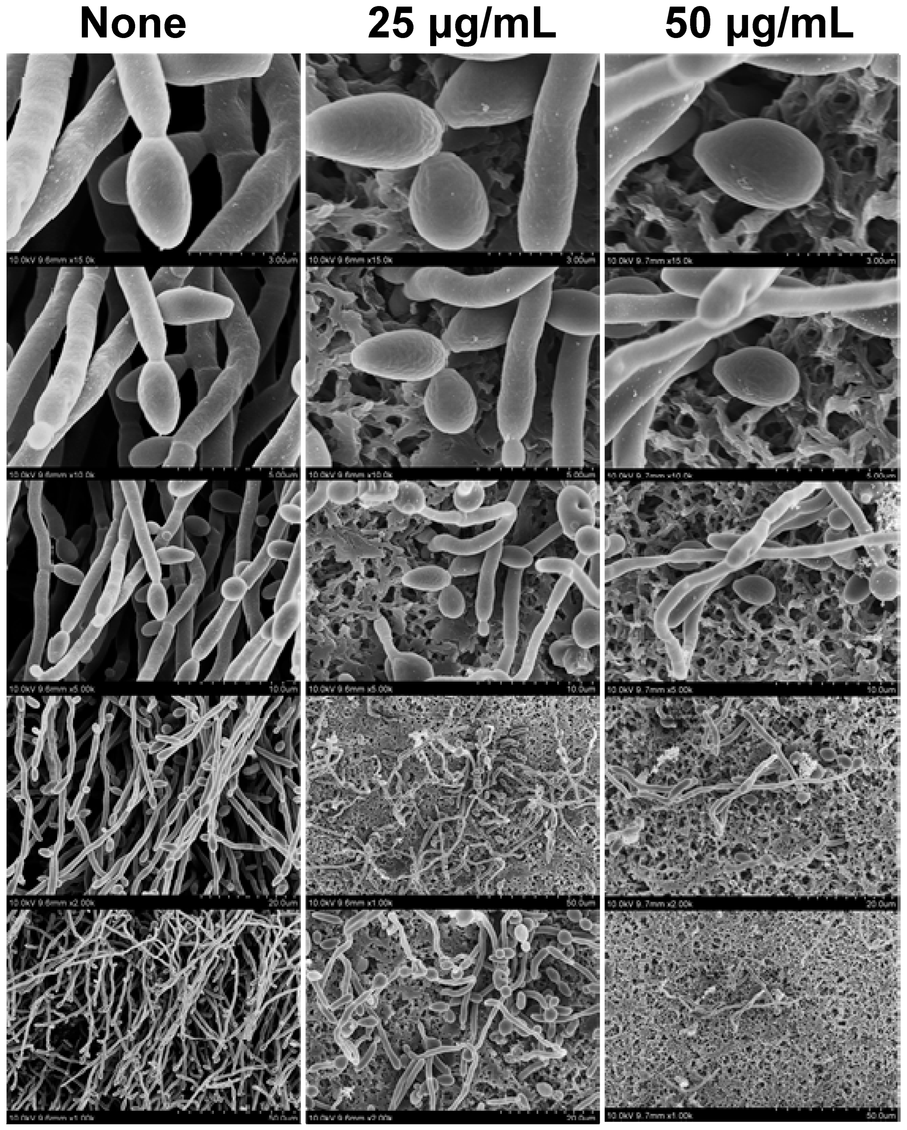 Molecules 28 03667 g012