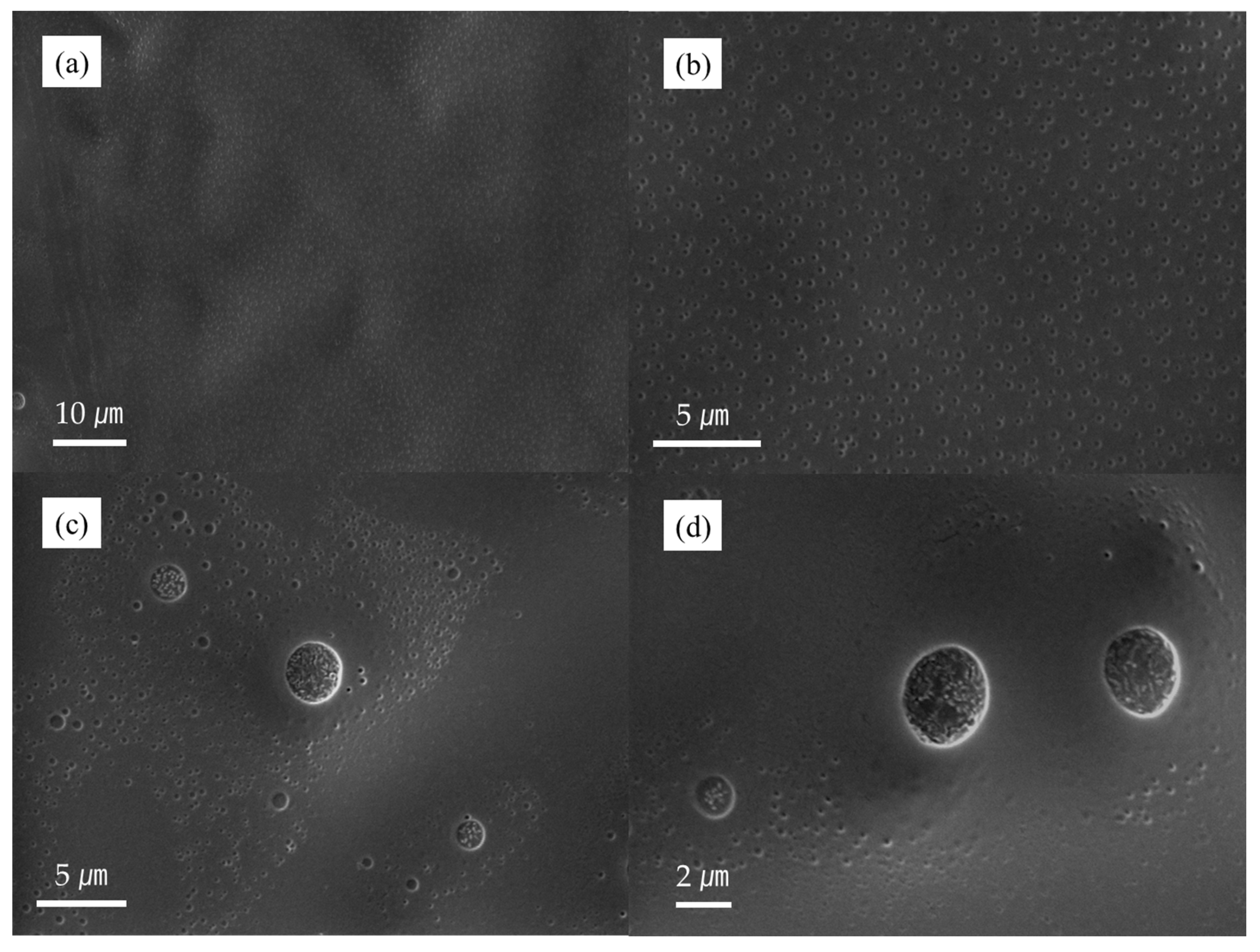 Molecules 28 03702 g003