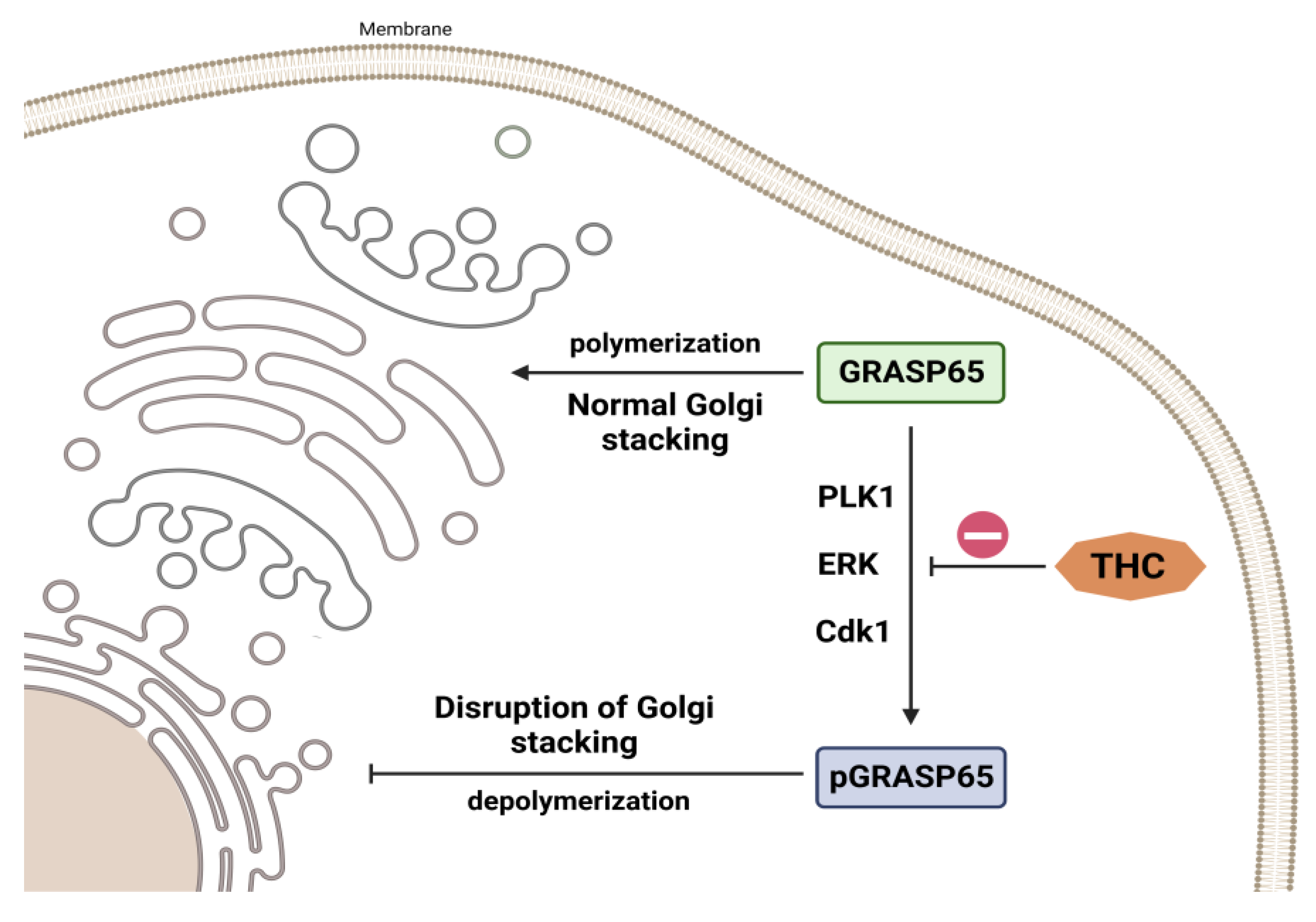 Molecules 28 03734 g006