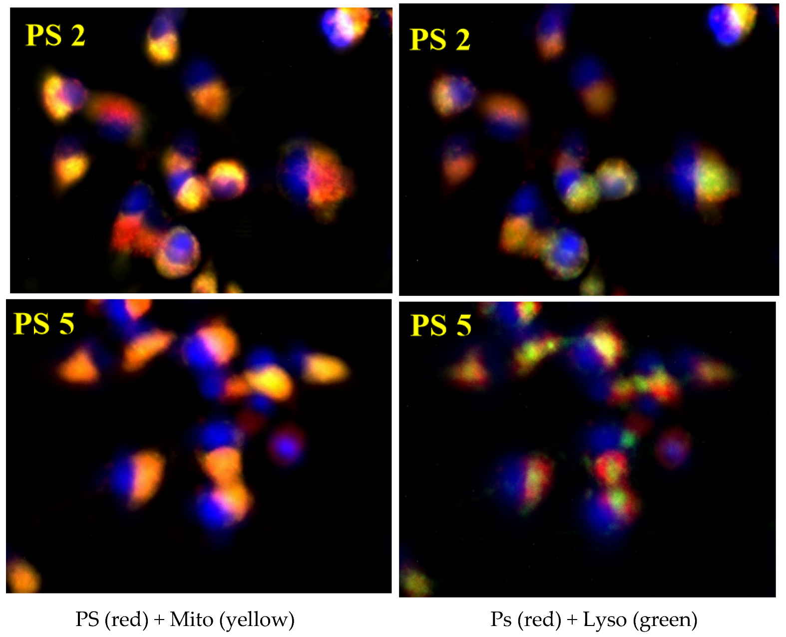 Molecules 28 03782 g004 Molecules 28 03782 g004