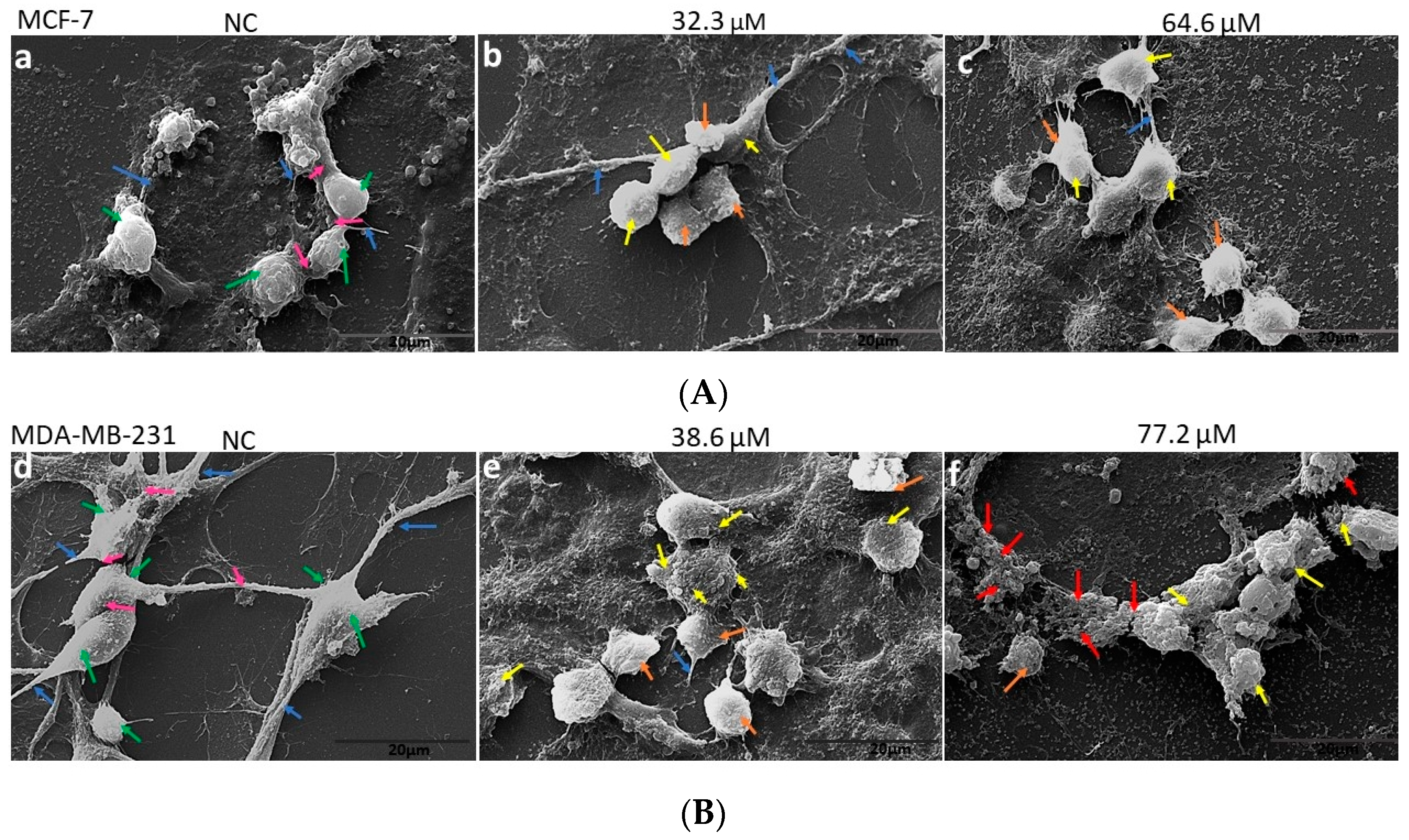 Molecules 28 03949 g002