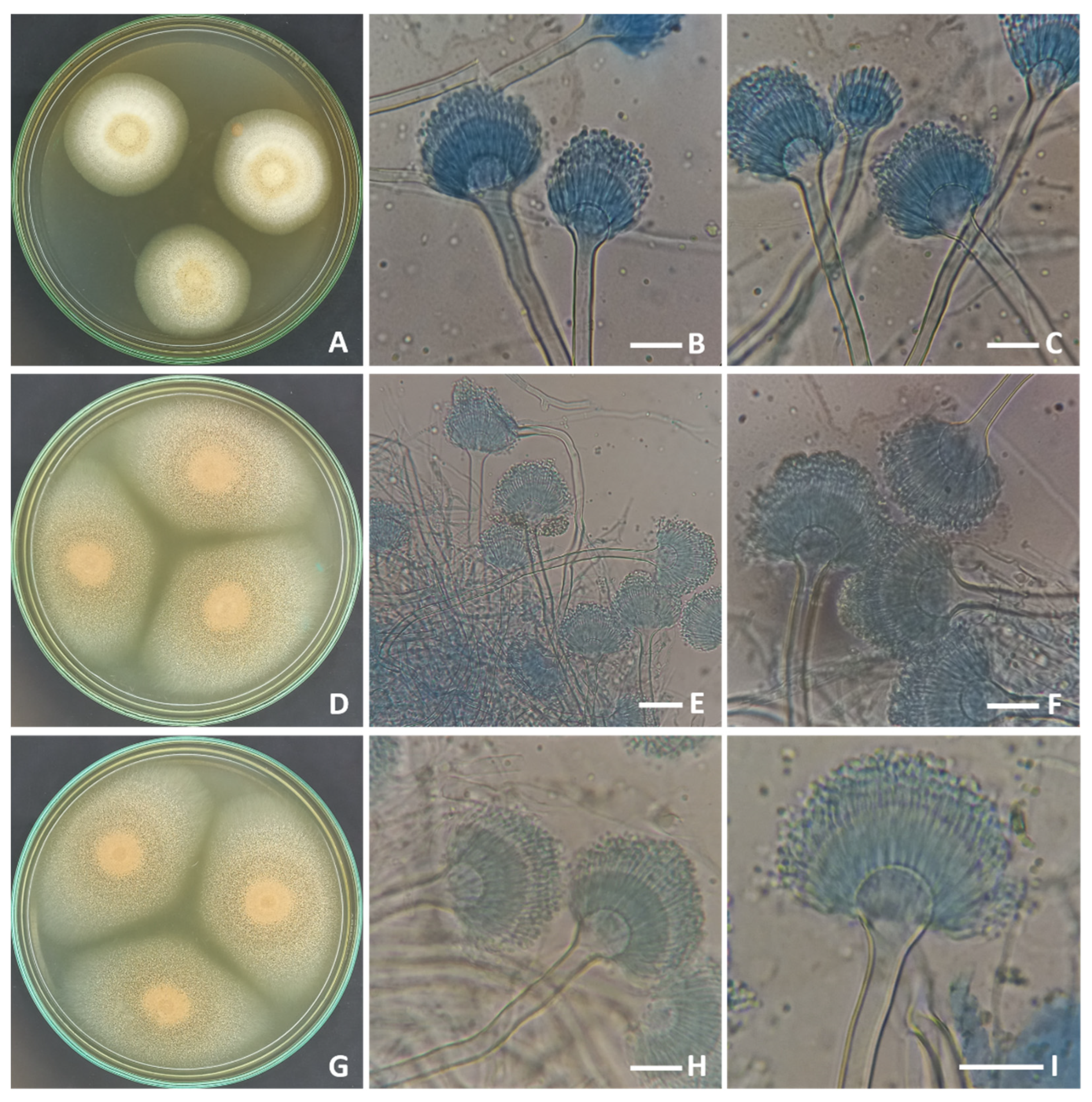 Molecules 28 04048 g001 Molecules 28 04048 g001