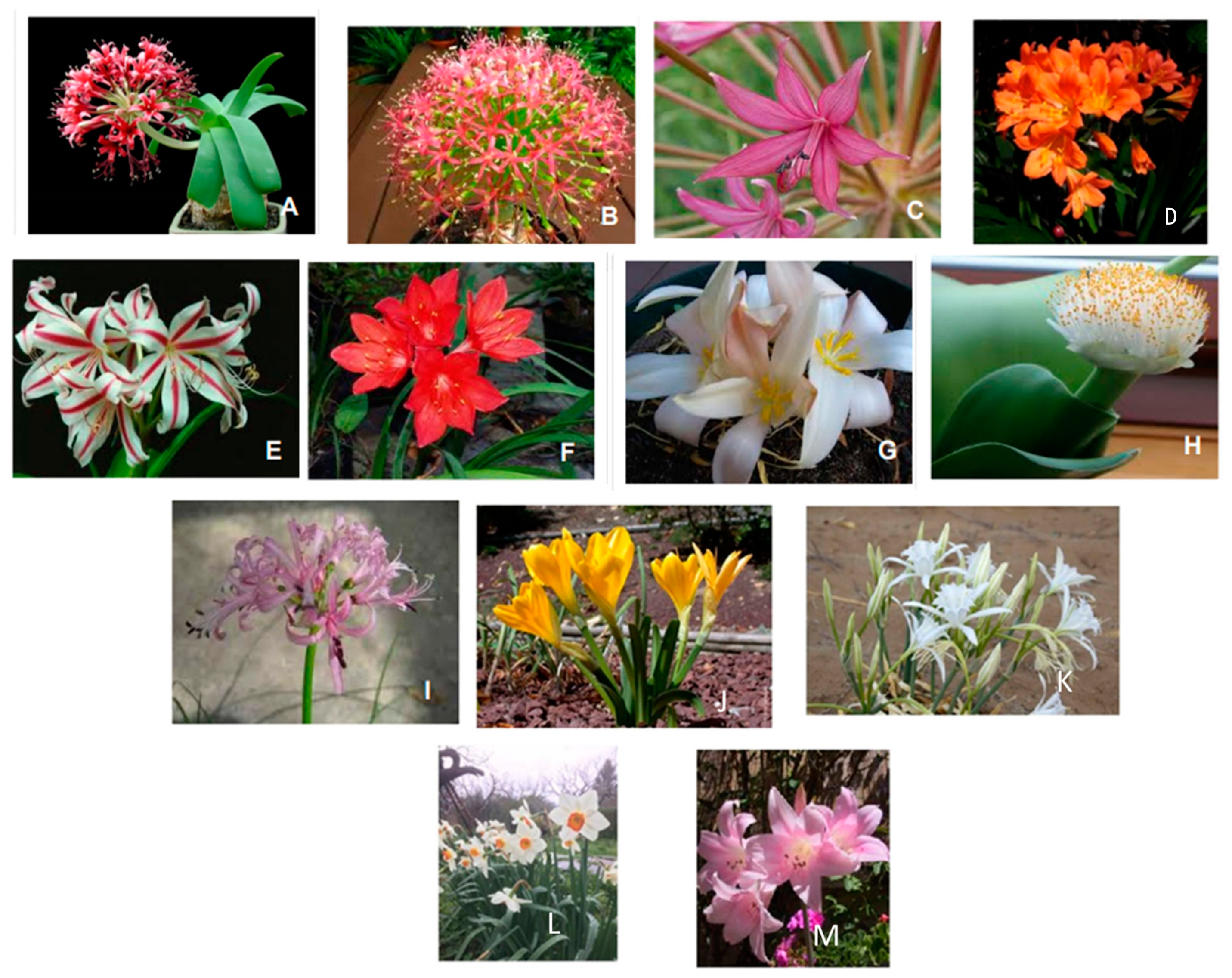 Molecules 28 04055 g001