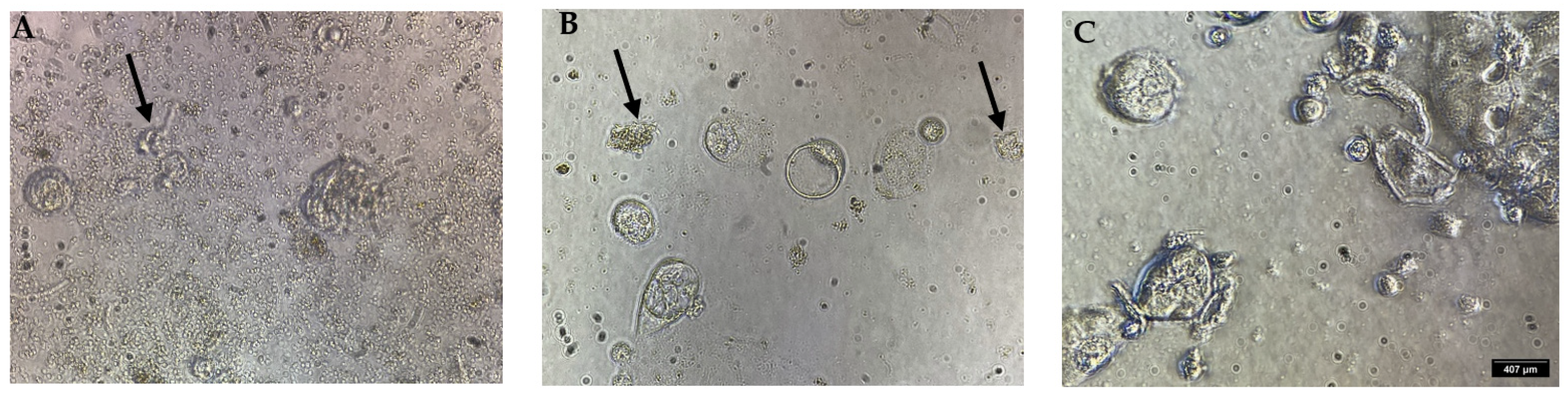 Molecules 28 04079 g005
