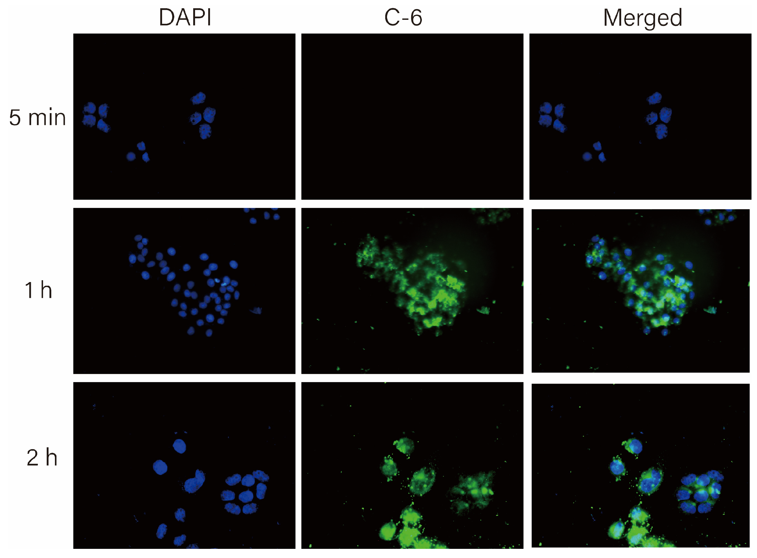 Molecules 28 04147 g008 Molecules 28 04147 g008