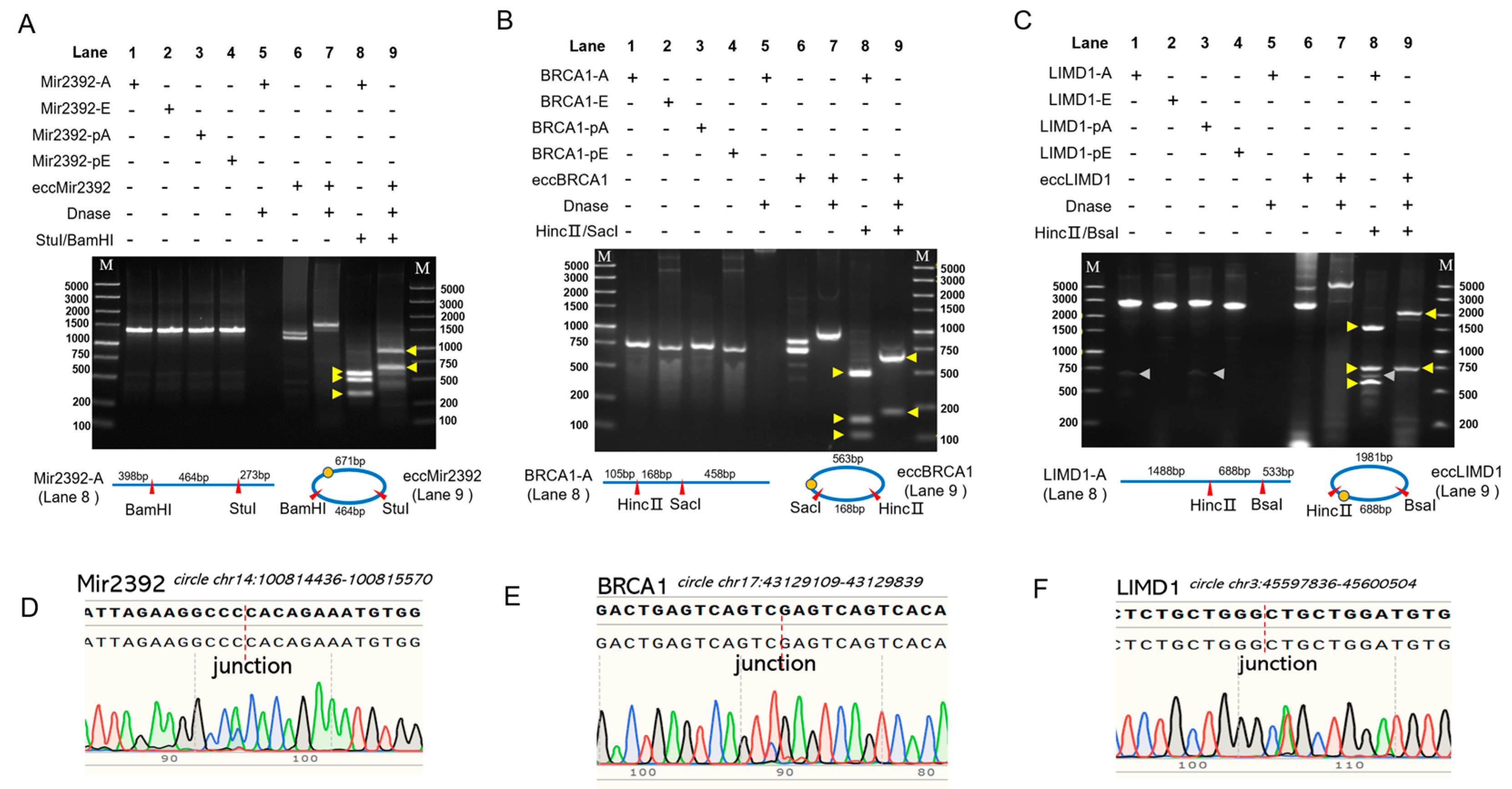 Molecules 28 04236 g002