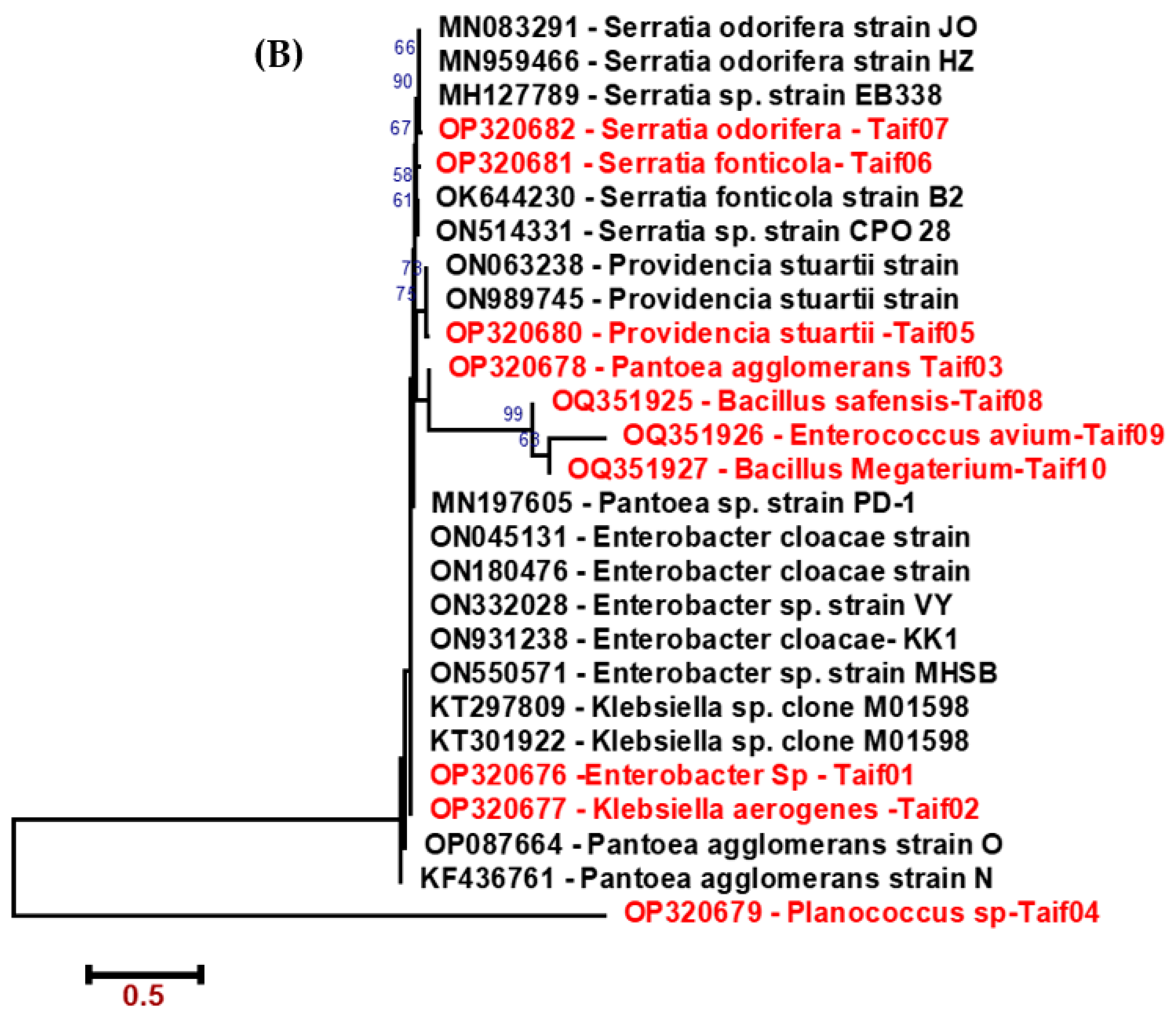 Molecules 28 04255 g001b Molecules 28 04255 g001b