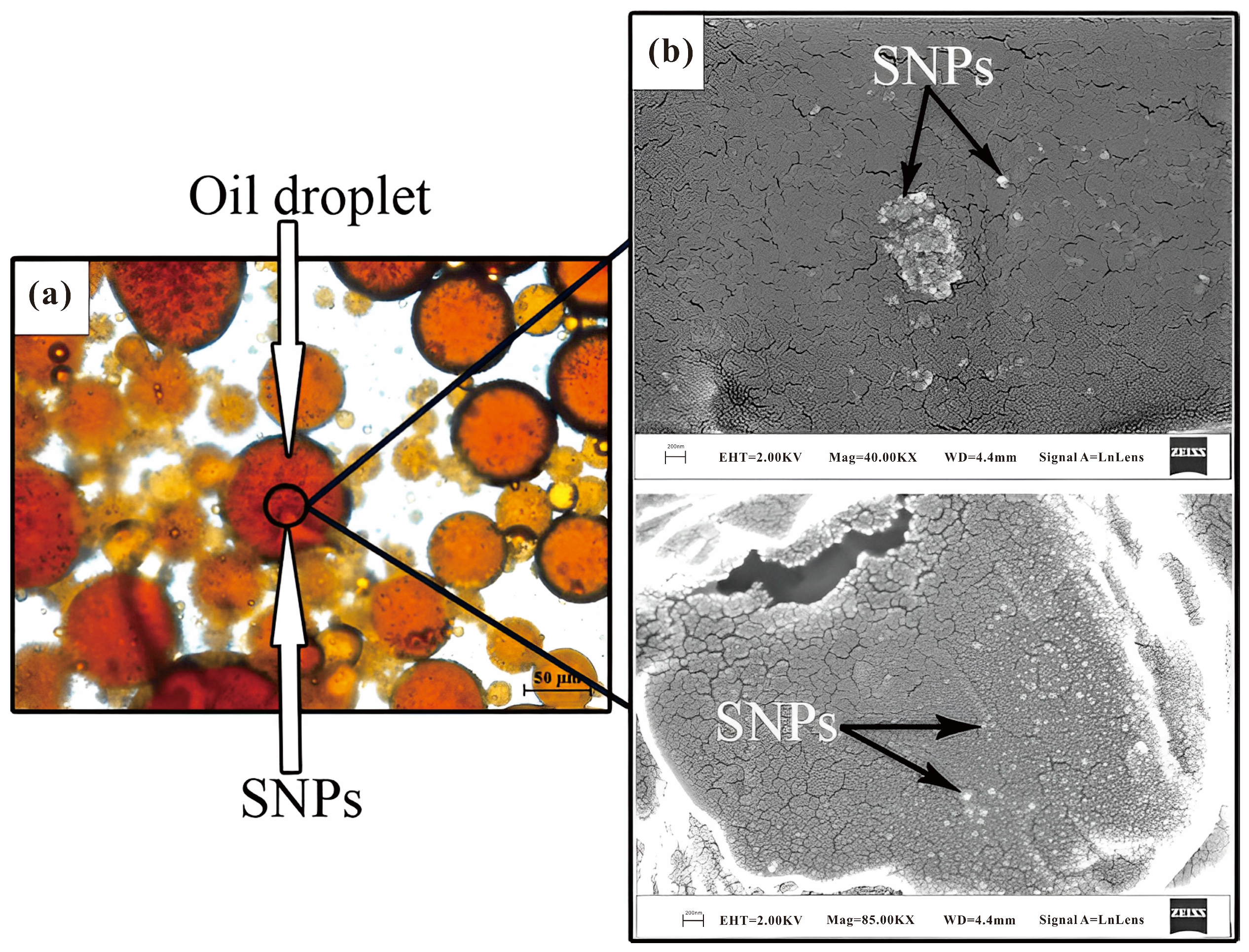 Molecules 28 04331 g014