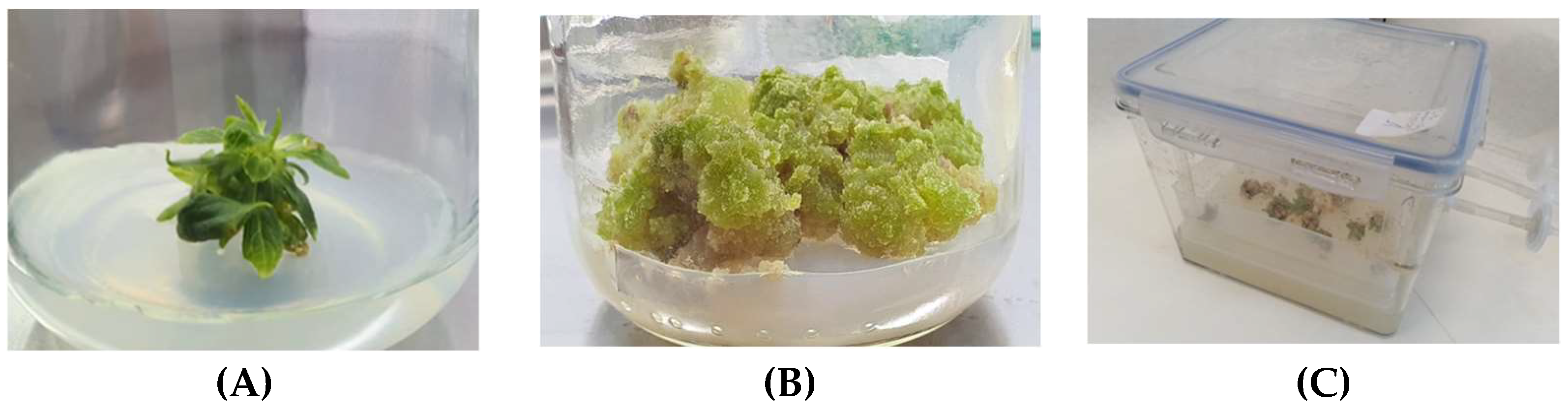 Molecules 28 04333 g006