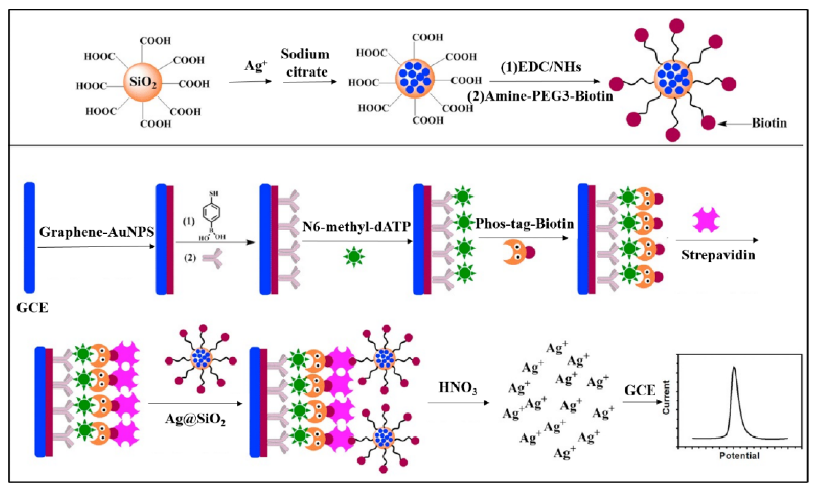 Molecules 28 04394 g002