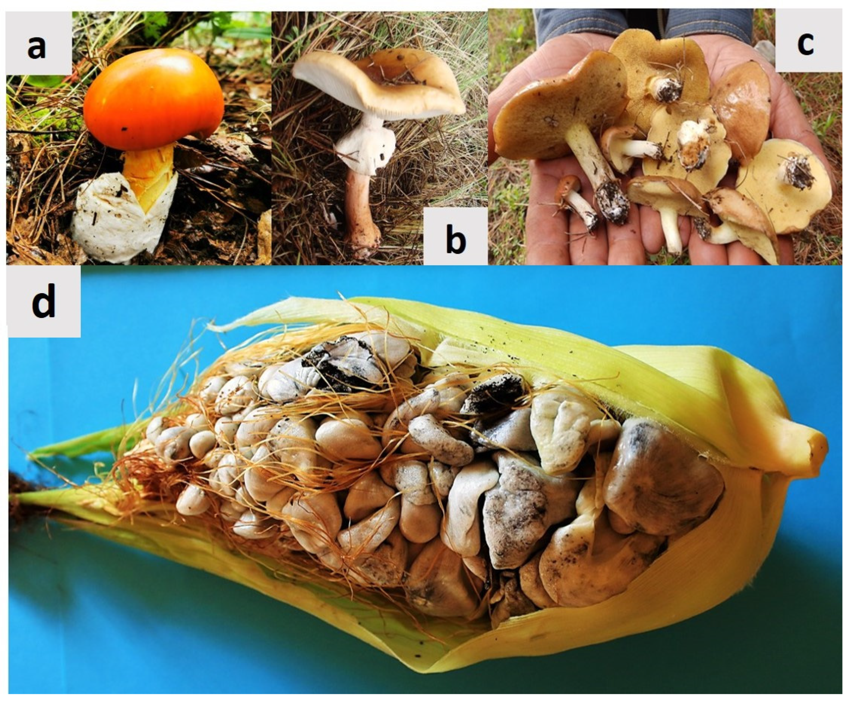 Molecules 28 04415 g001