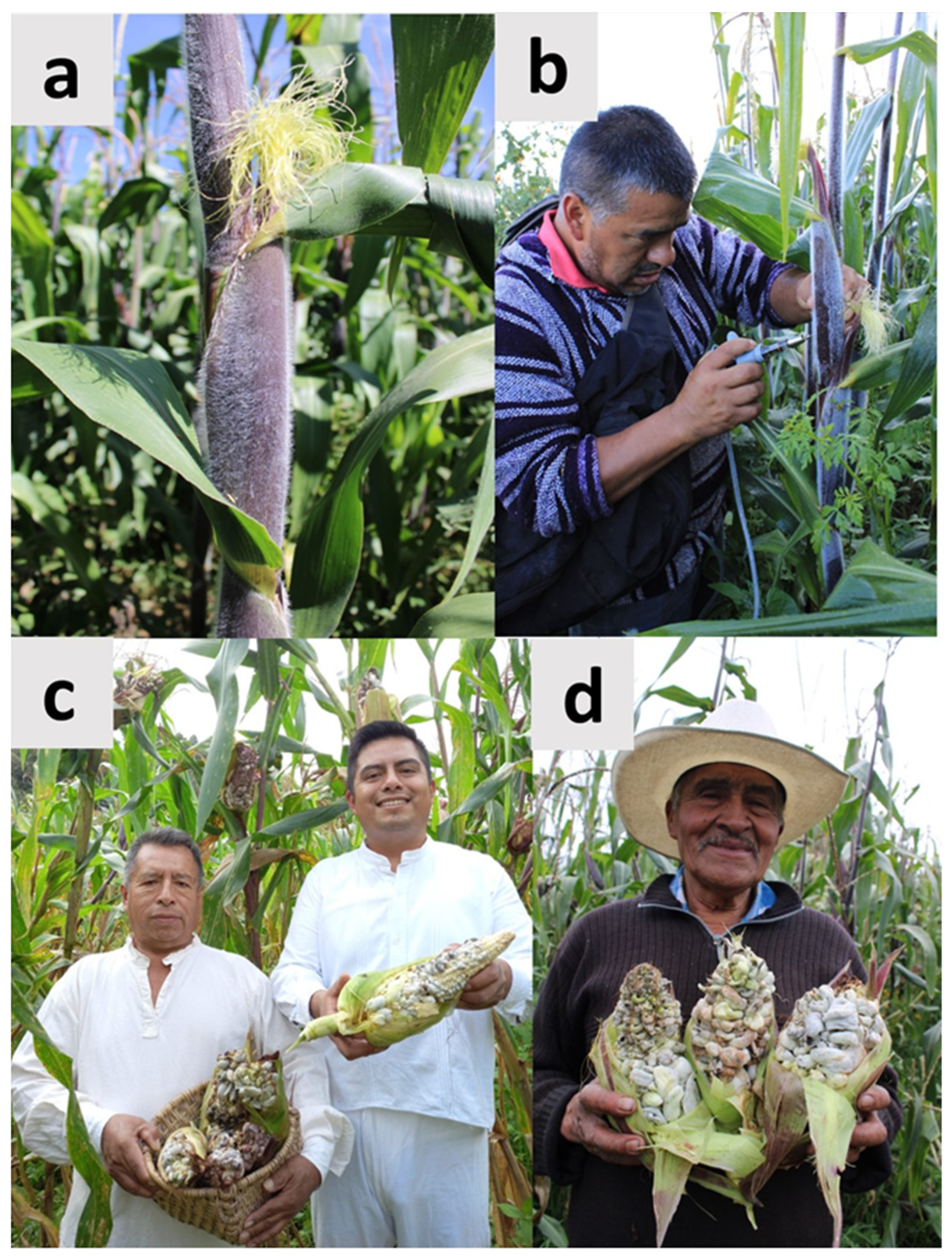 Molecules 28 04415 g009