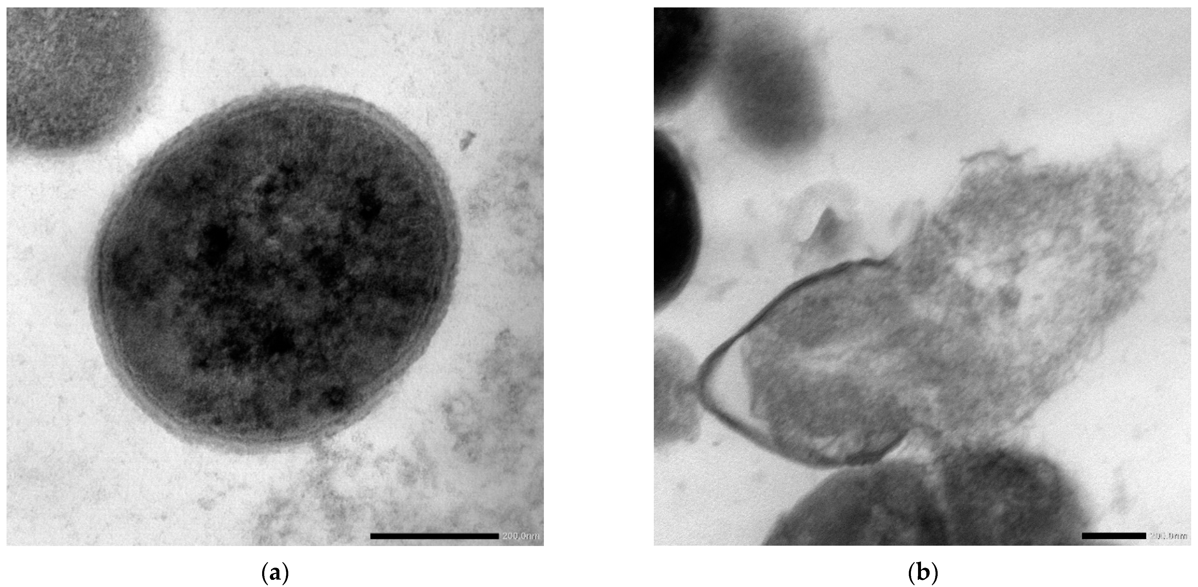 Molecules 28 04492 g005 Molecules 28 04492 g005