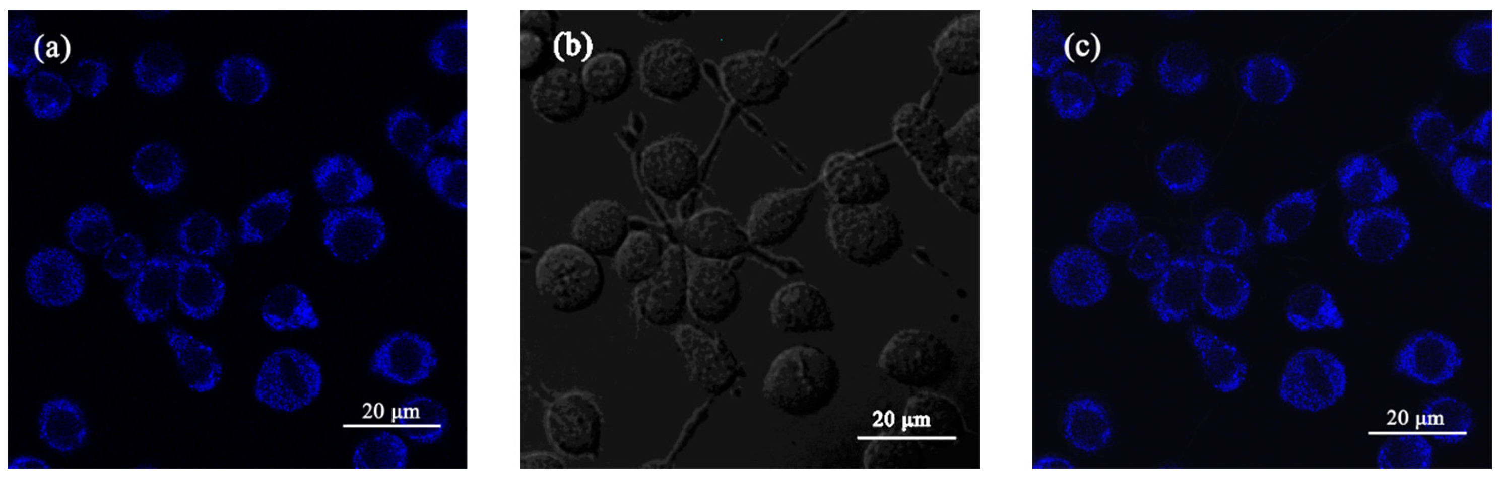 Molecules 28 04592 g008 Molecules 28 04592 g008