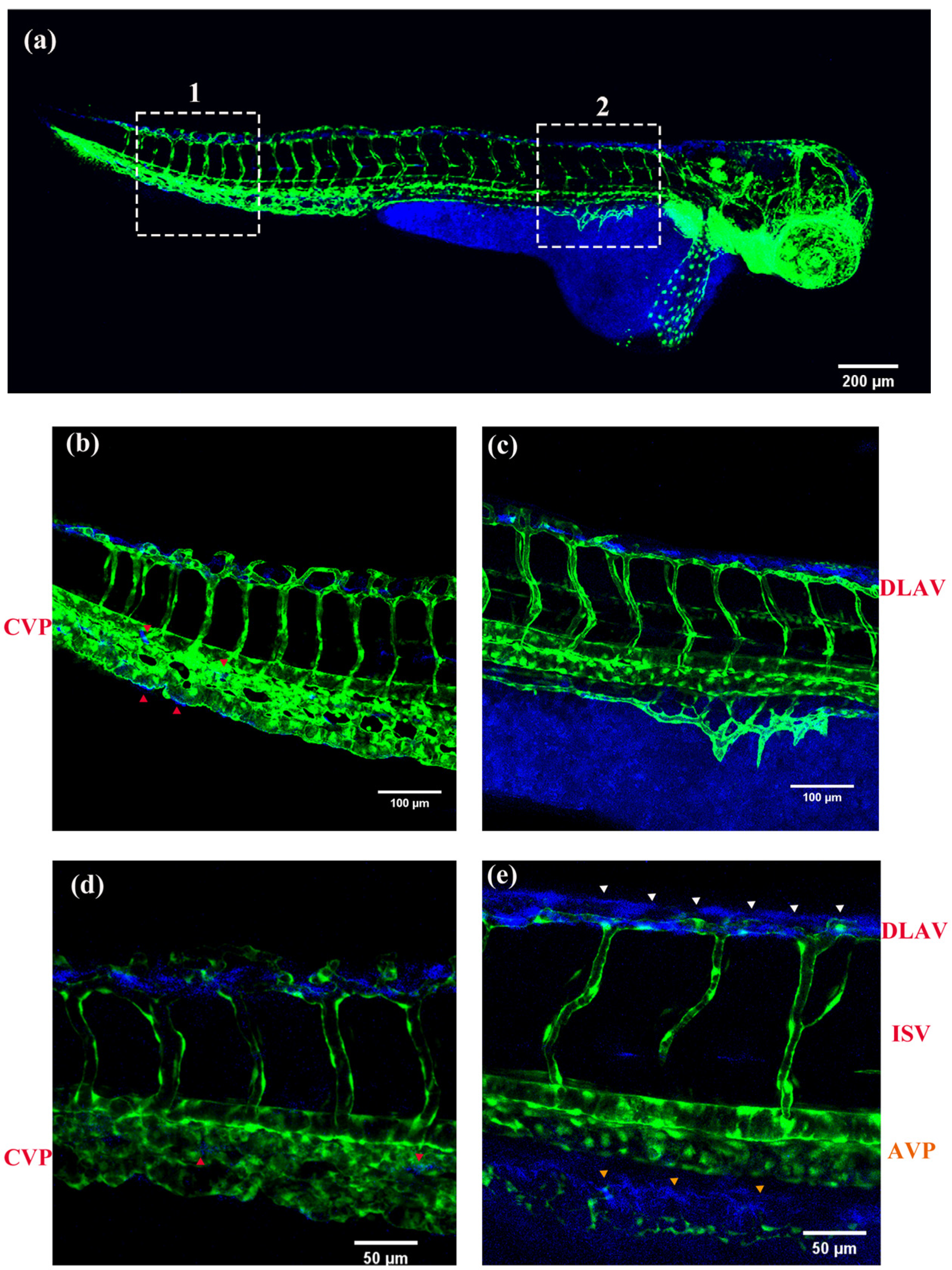 Molecules 28 04592 g010a Molecules 28 04592 g010a