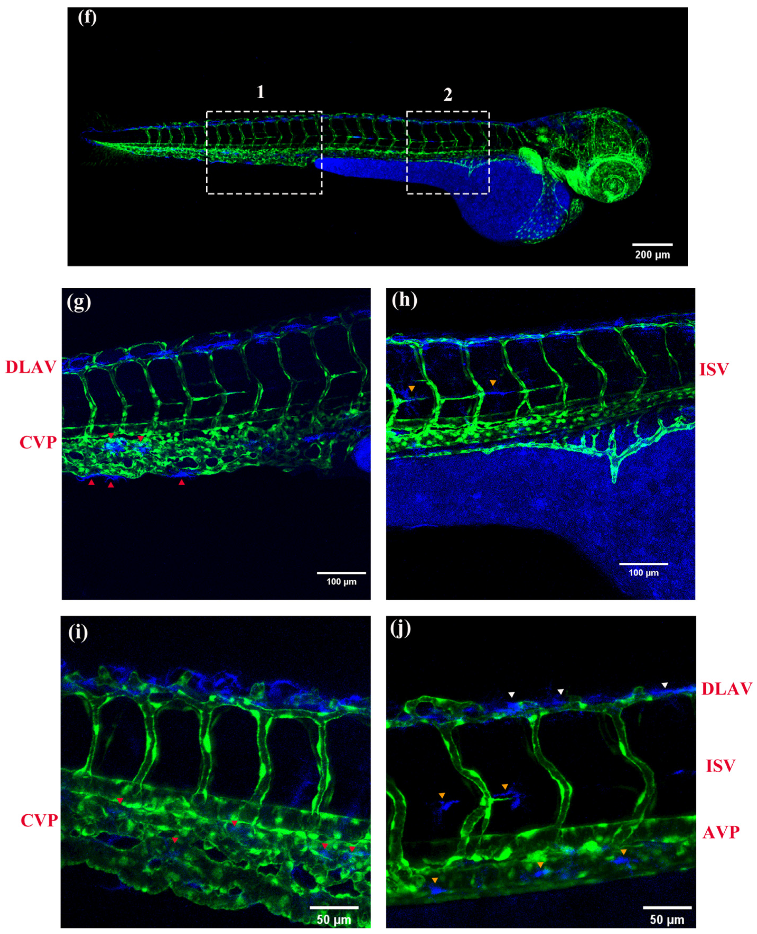 Molecules 28 04592 g010b Molecules 28 04592 g010b