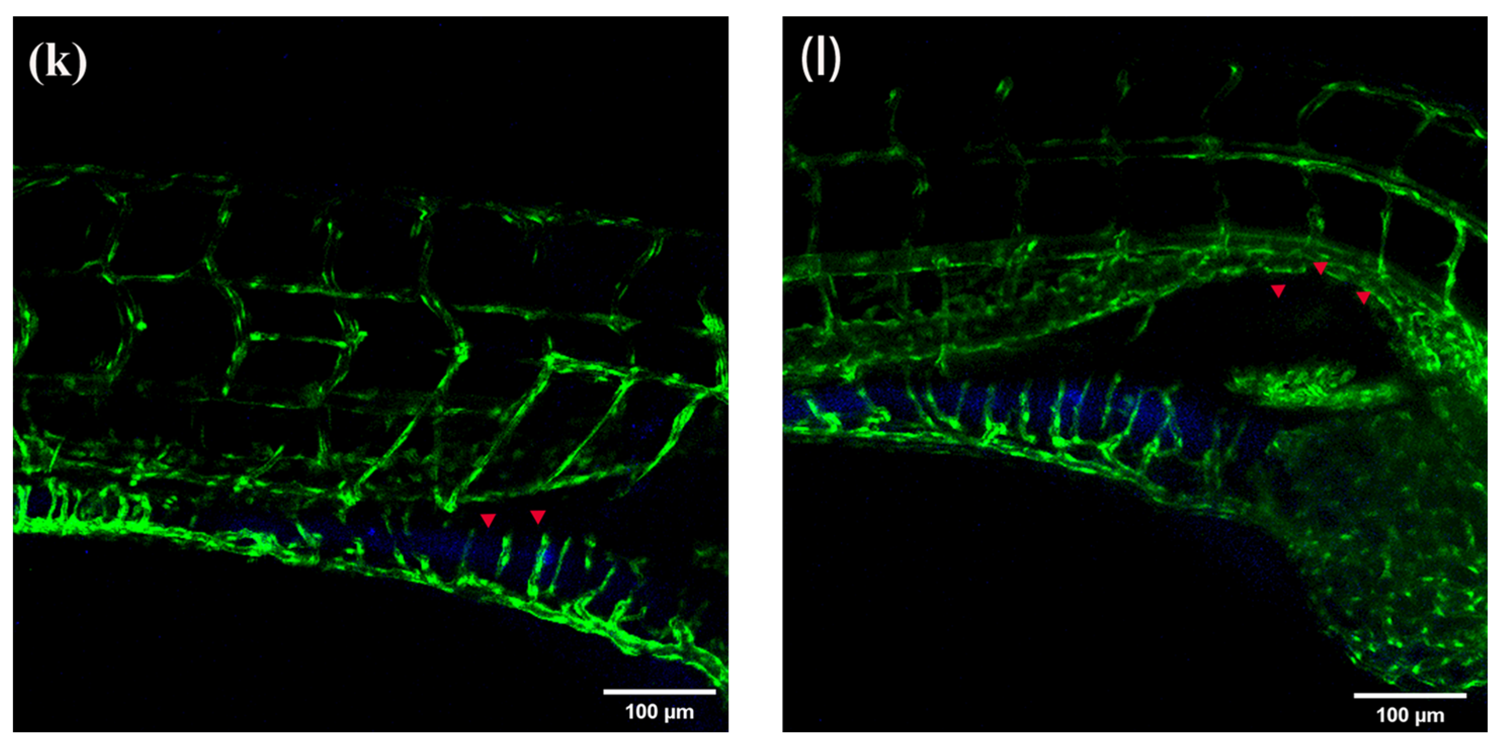 Molecules 28 04592 g011c Molecules 28 04592 g011c