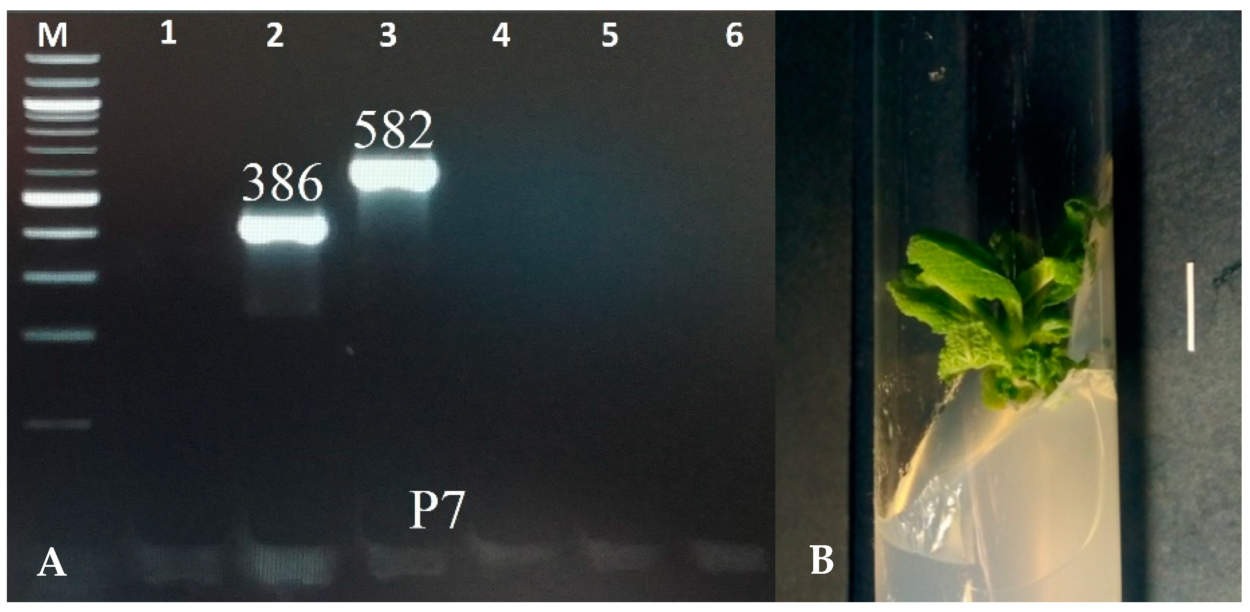 Molecules 28 04603 g001 Molecules 28 04603 g001