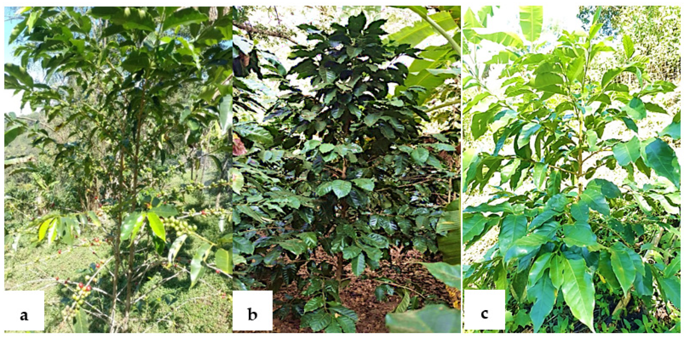 Molecules 28 04685 g003