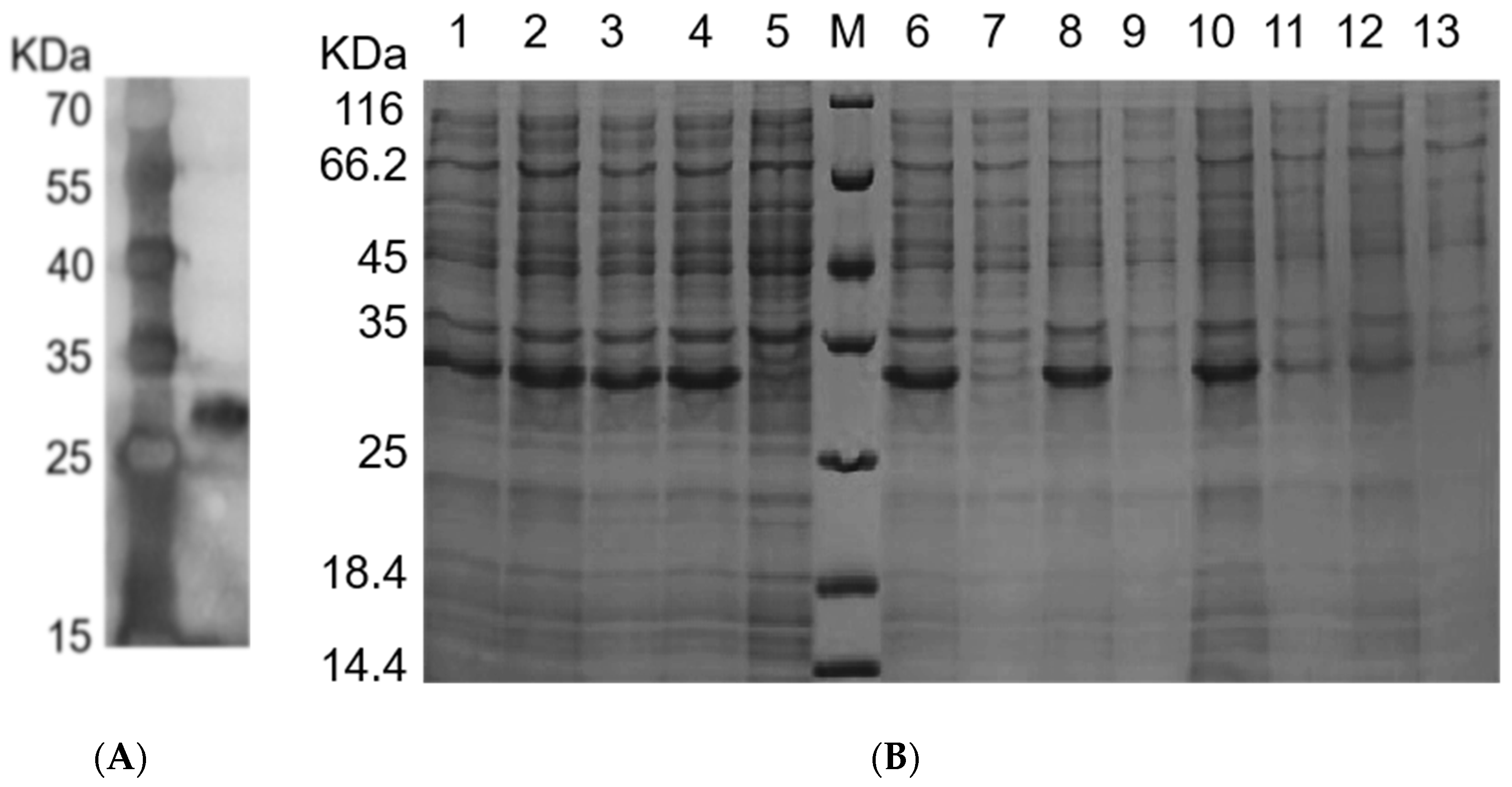 Molecules 28 04796 g004 Molecules 28 04796 g004