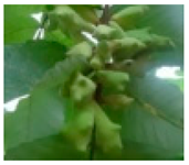 Molecules 28 04856 i005 Molecules 28 04856 i005