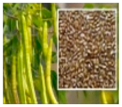 Molecules 28 04856 i007 Molecules 28 04856 i007