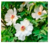 Molecules 28 04856 i008 Molecules 28 04856 i008