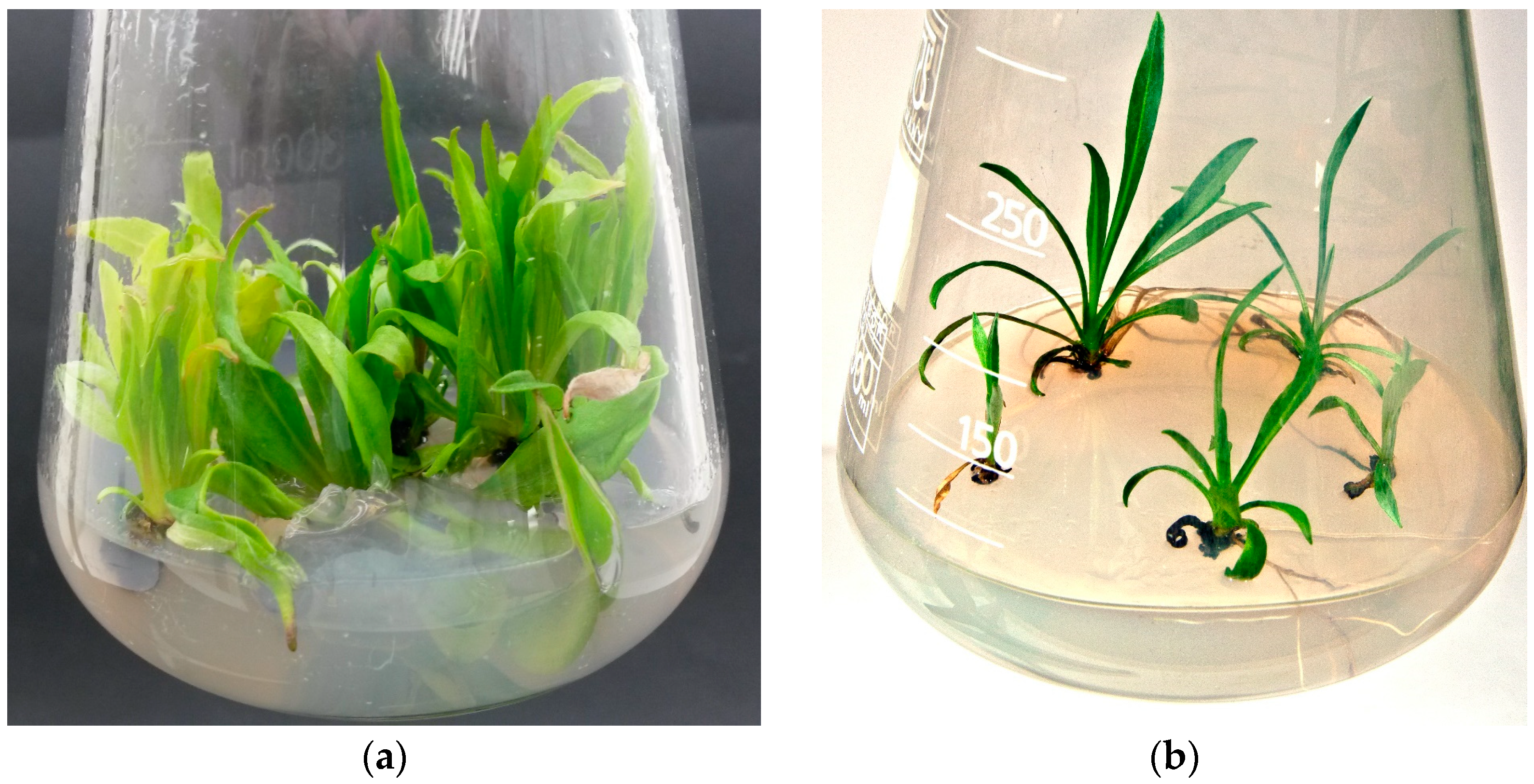 Molecules 28 04880 g003 Molecules 28 04880 g003