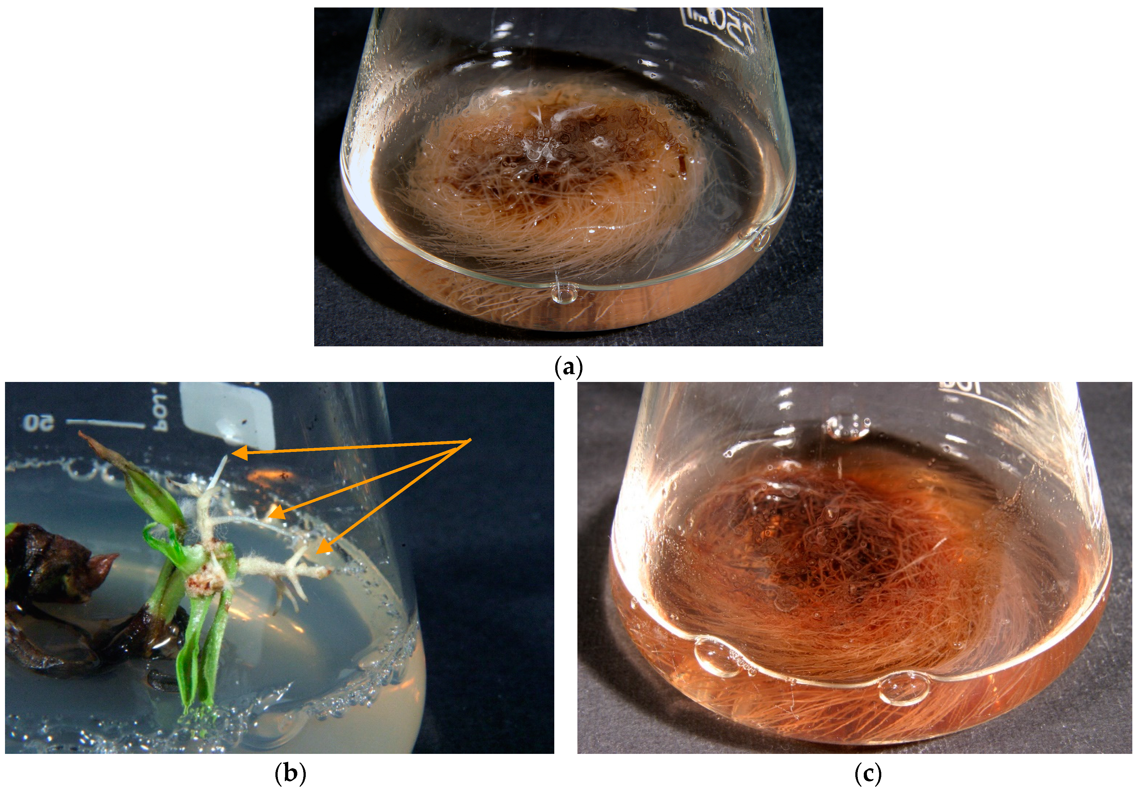 Molecules 28 04880 g004 Molecules 28 04880 g004