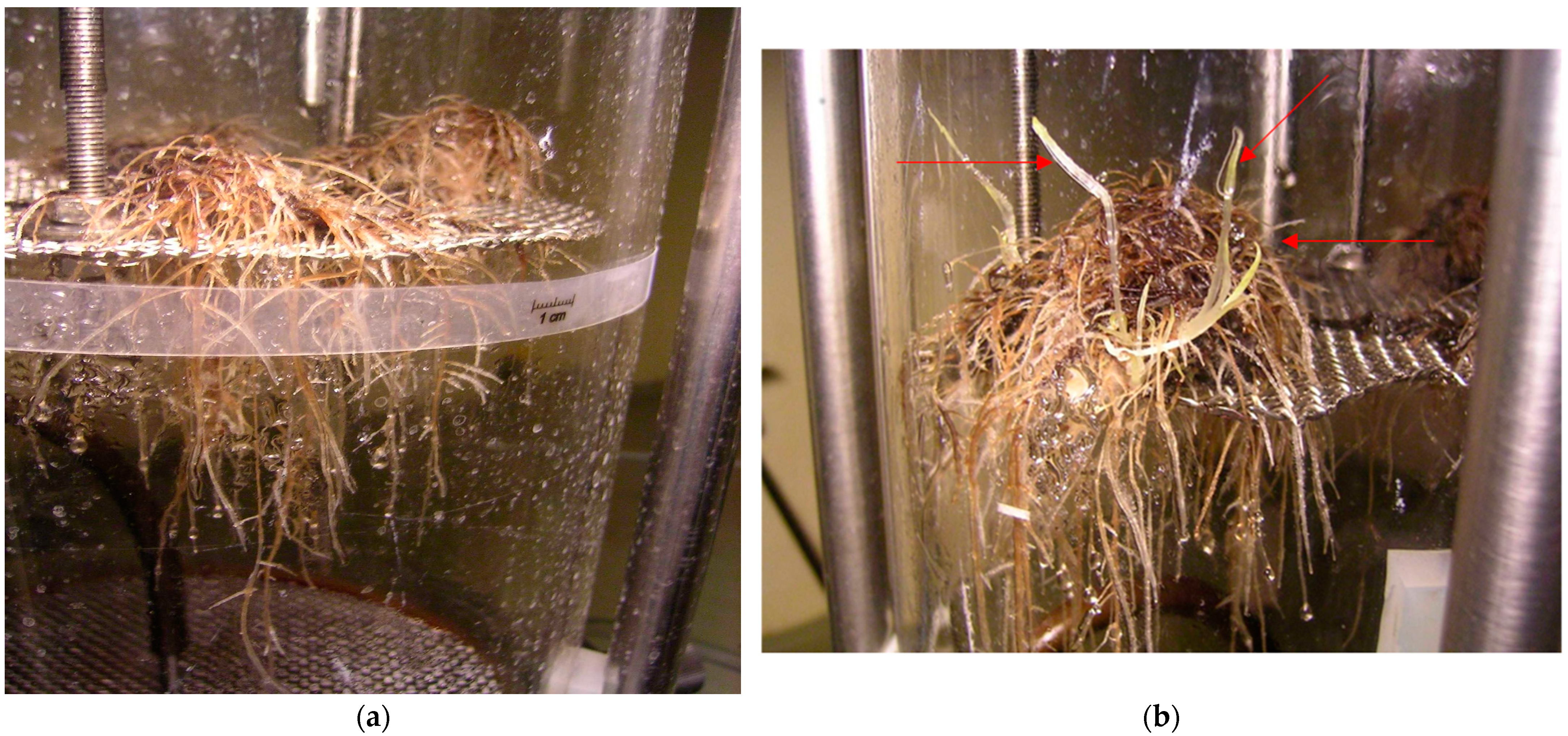 Molecules 28 04880 g008 Molecules 28 04880 g008