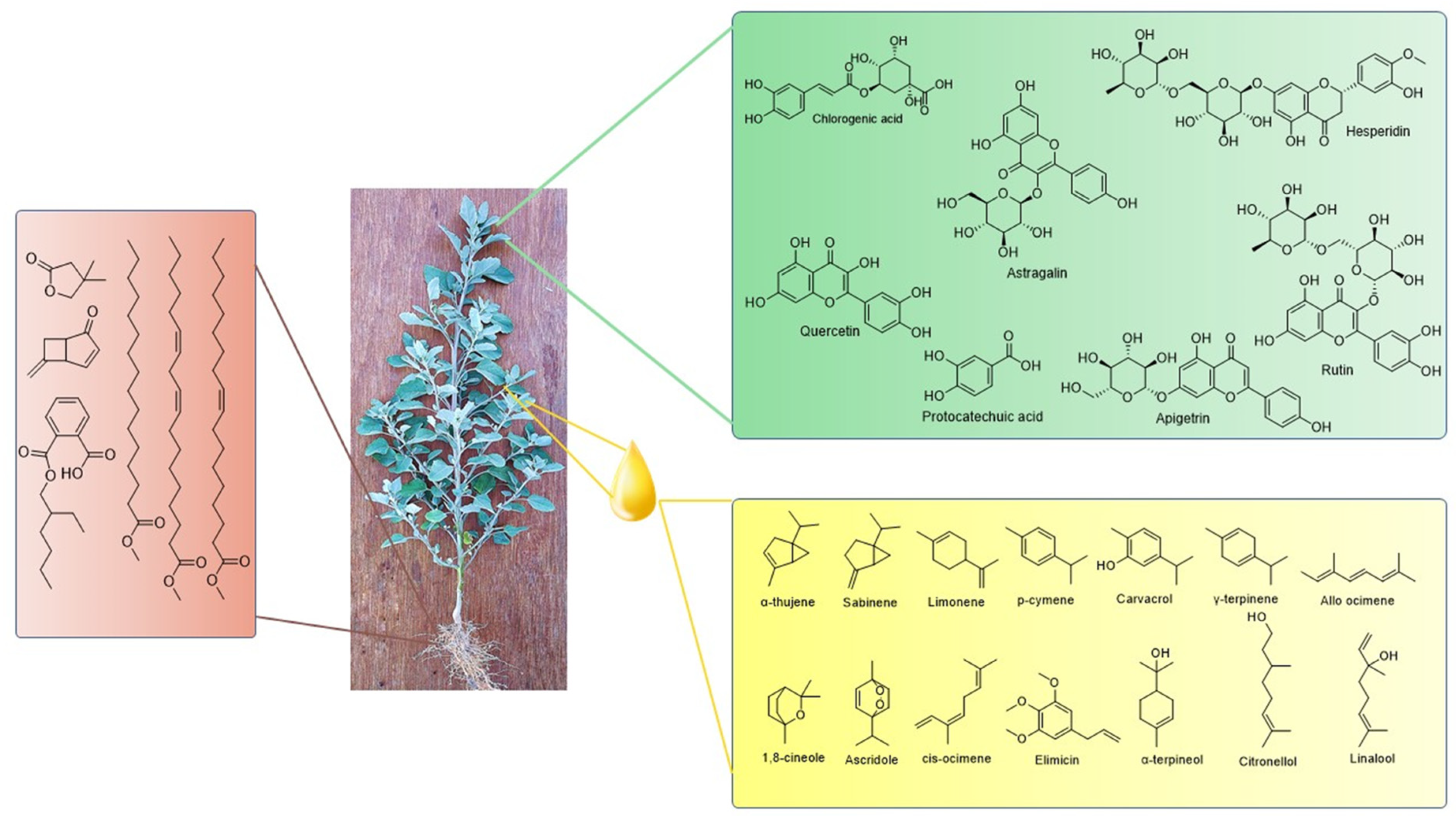 Molecules 28 04902 g001 Molecules 28 04902 g001