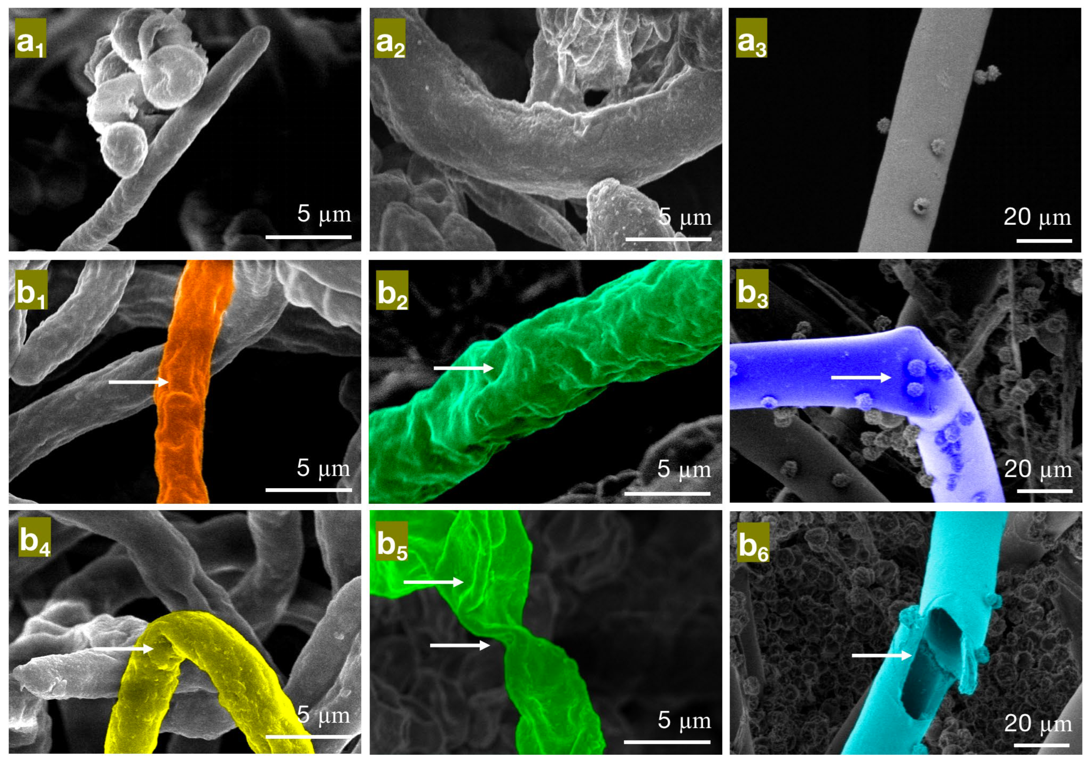 Molecules 28 04941 g005