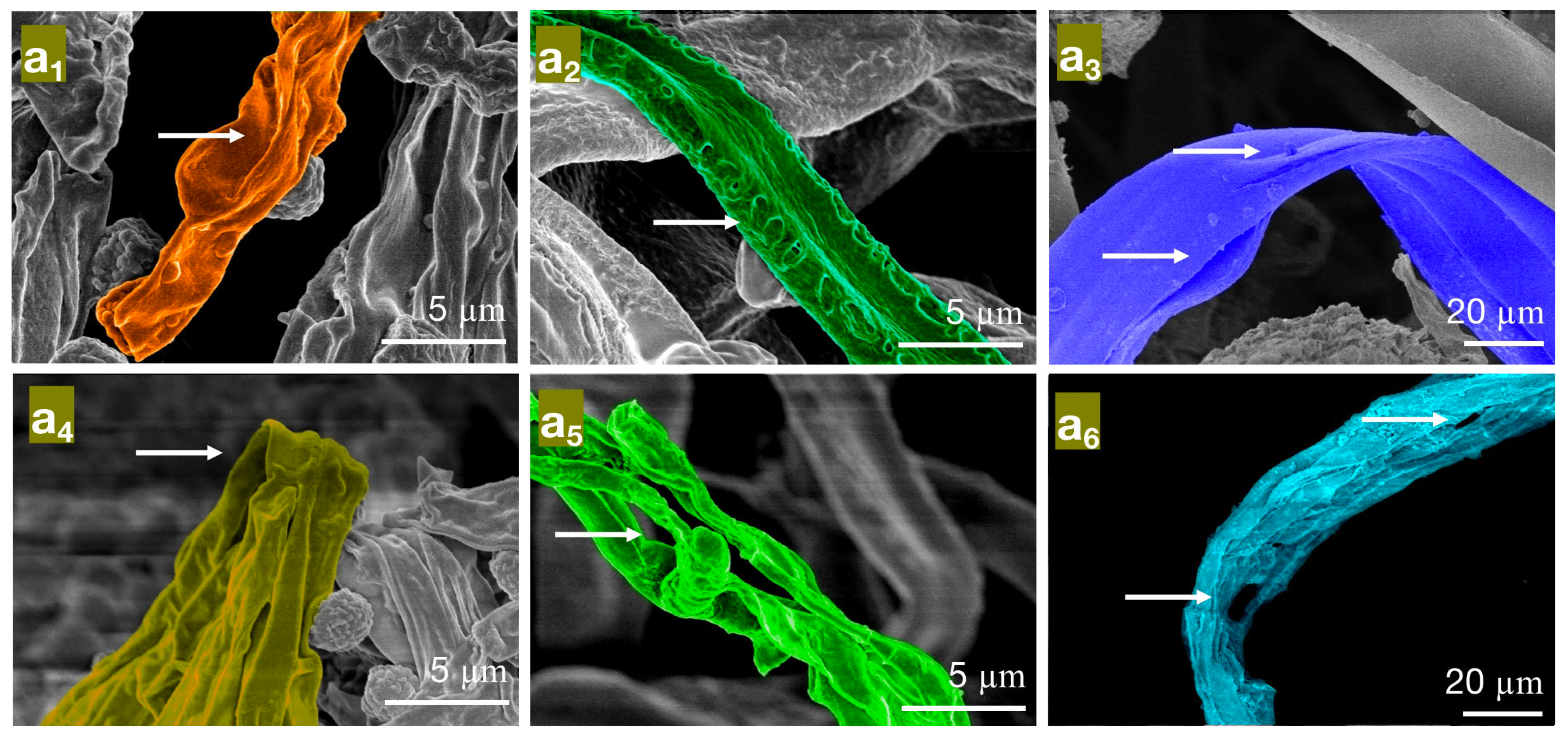 Molecules 28 04941 g006