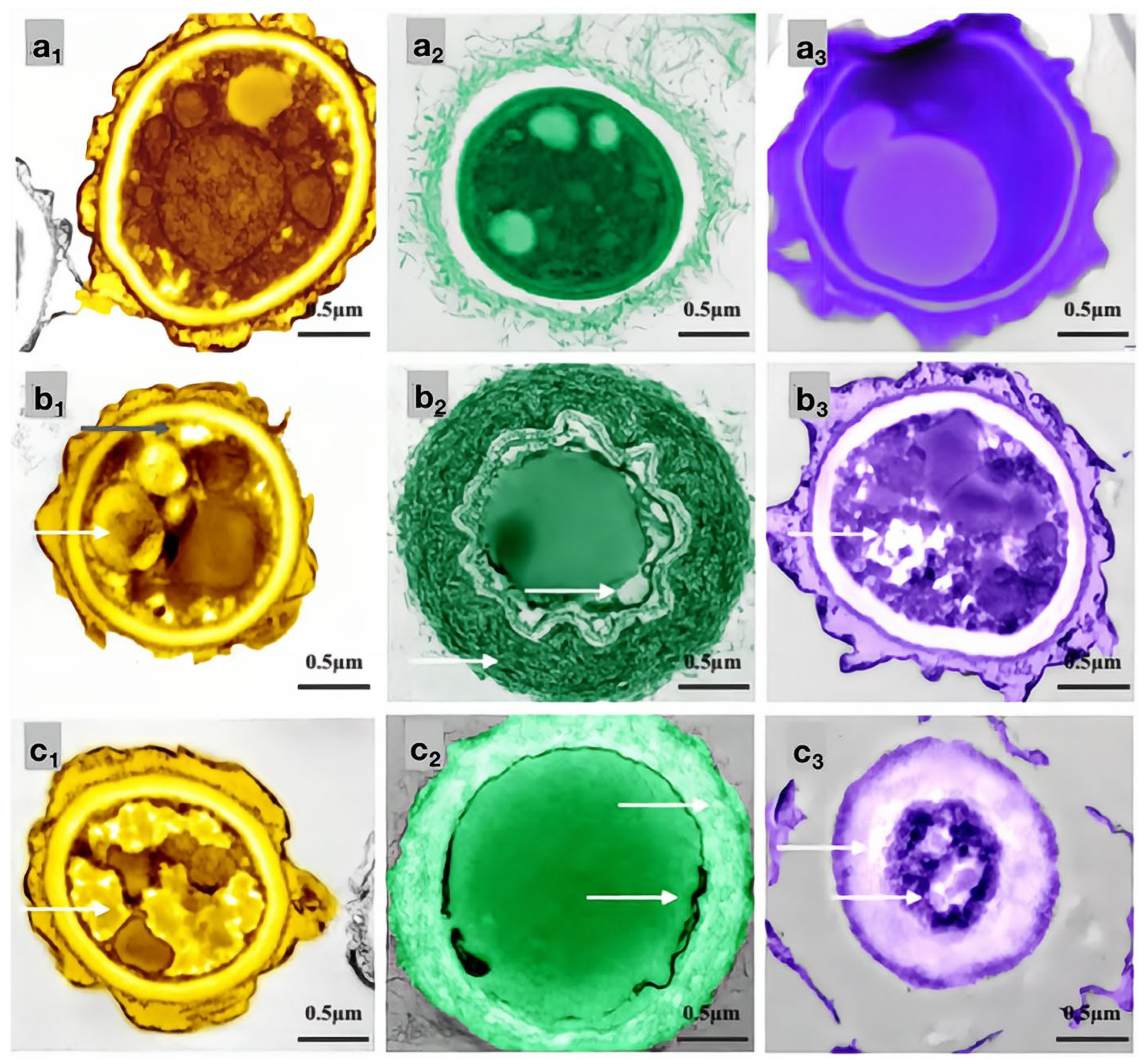 Molecules 28 04941 g011
