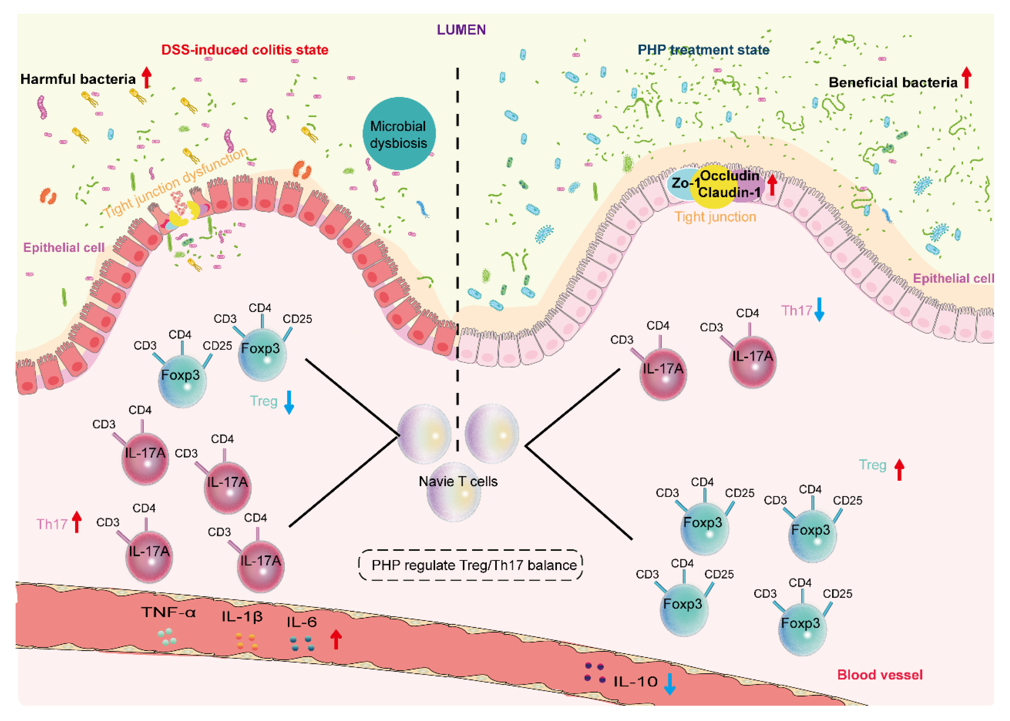 Molecules 28 04984 g008 Molecules 28 04984 g008