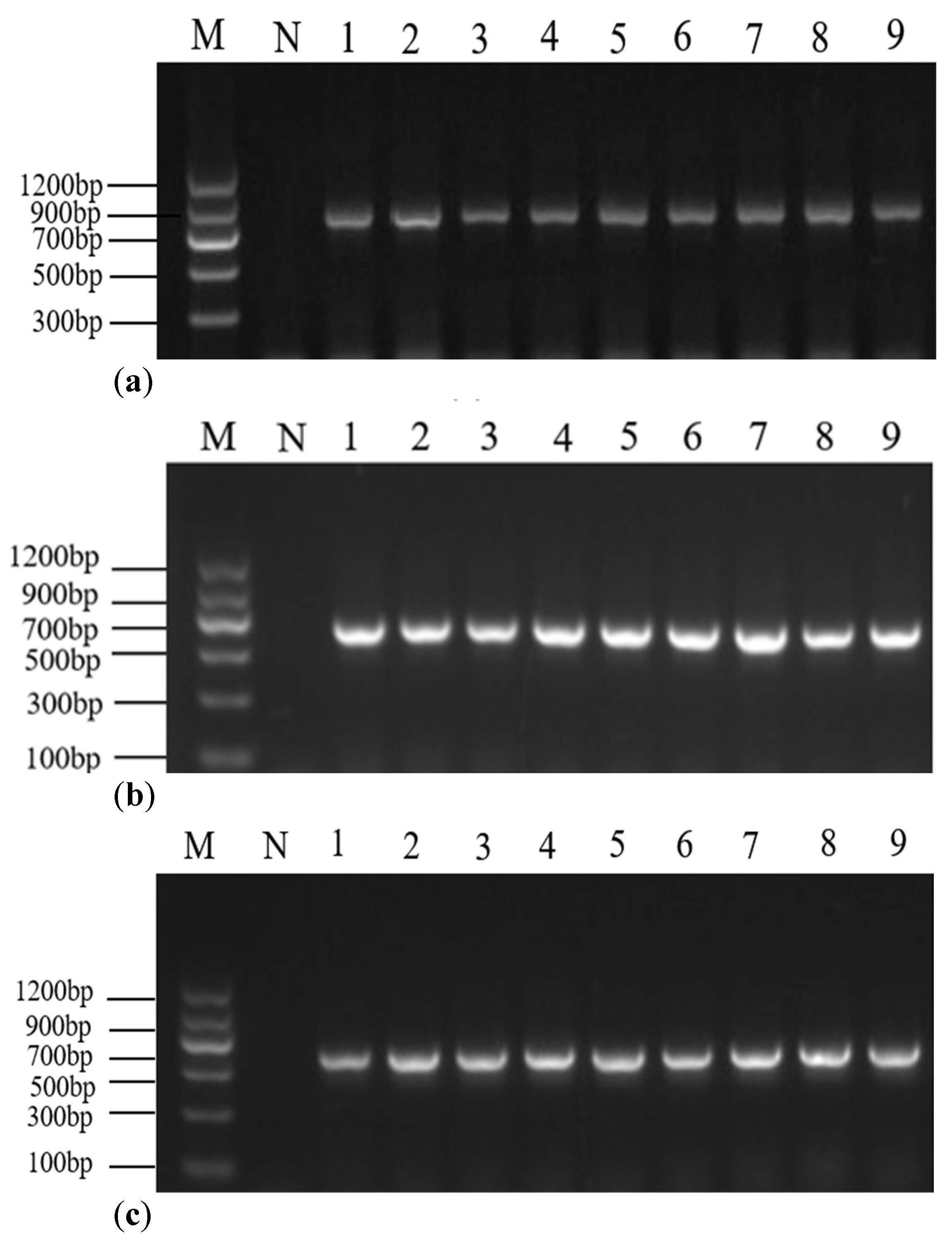 Molecules 28 05046 g005