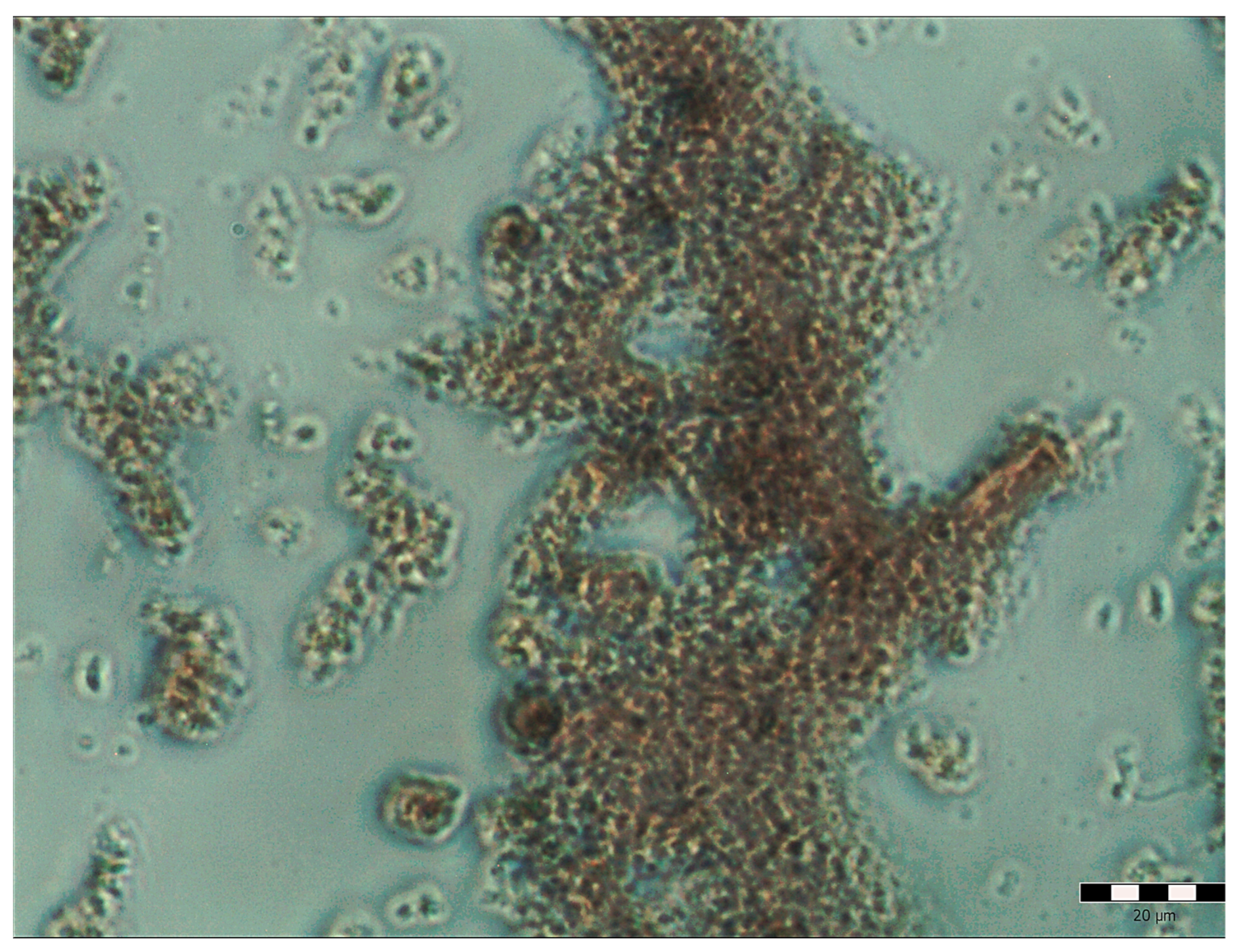 Molecules 28 05064 g005