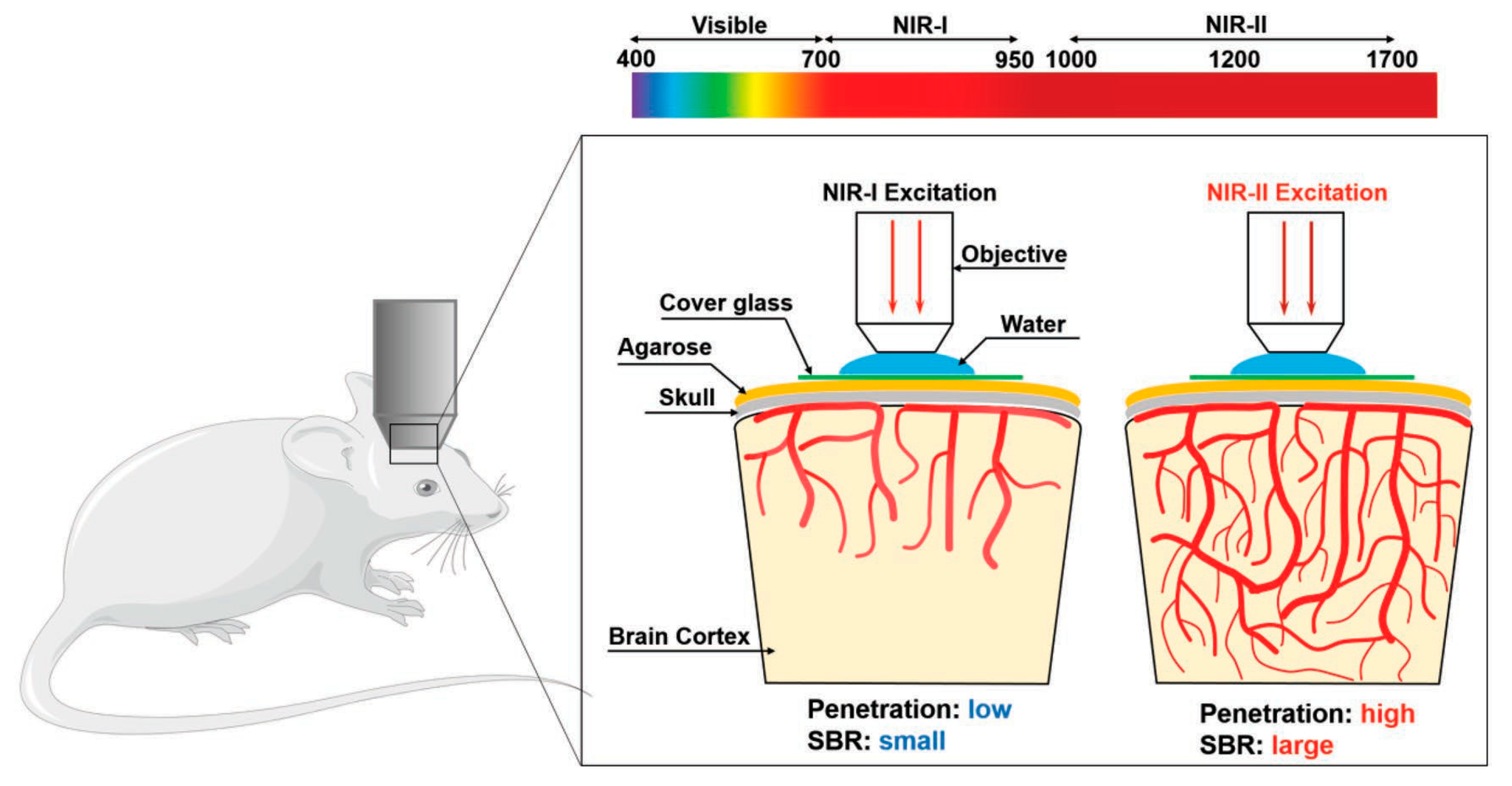 Molecules 28 05091 g004