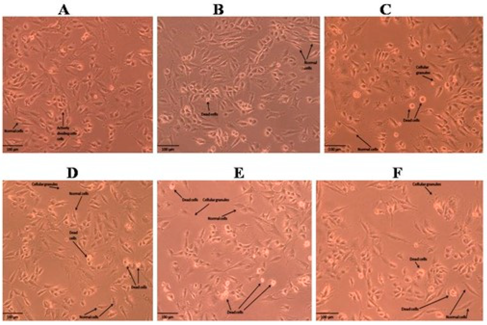 Molecules 28 05108 g002