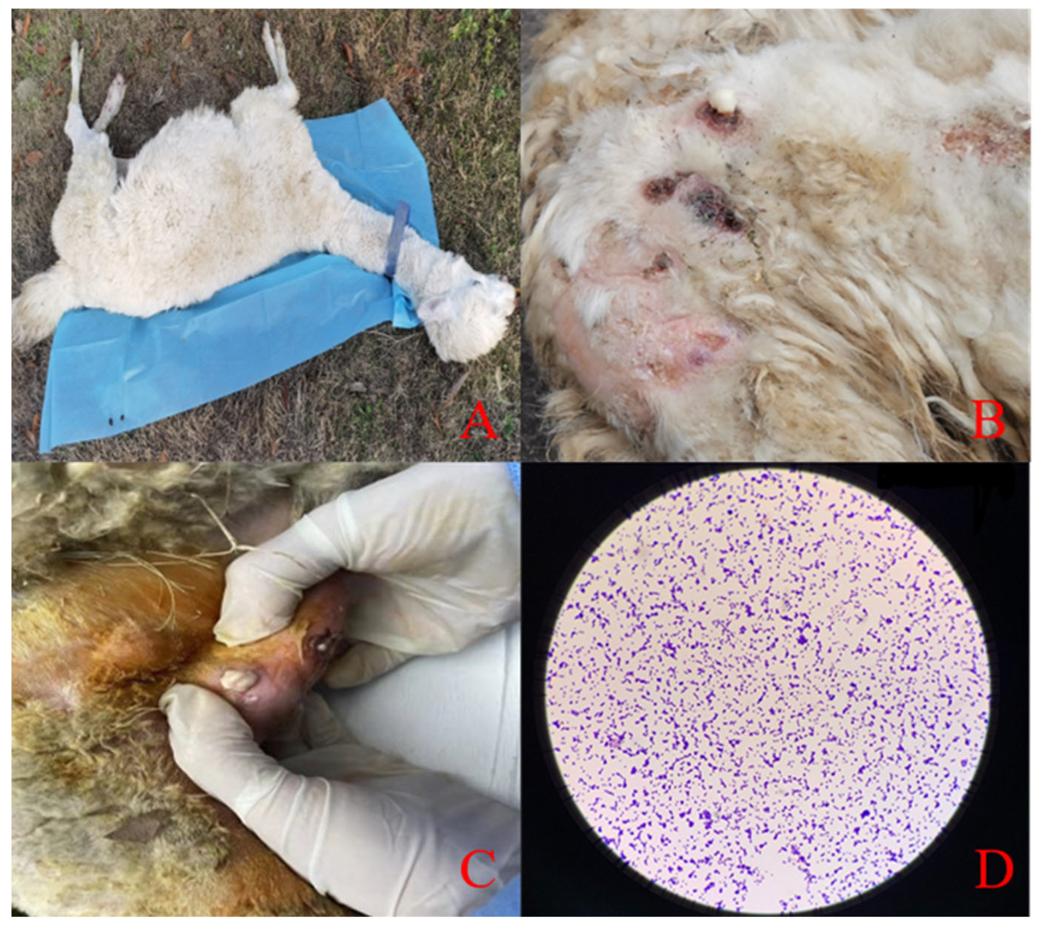 Molecules 28 05115 g001