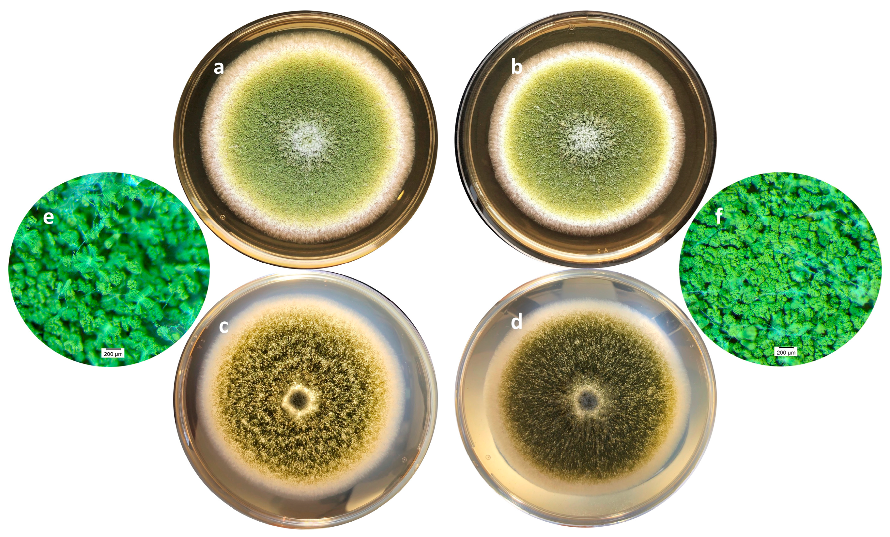 Molecules 28 05123 g003