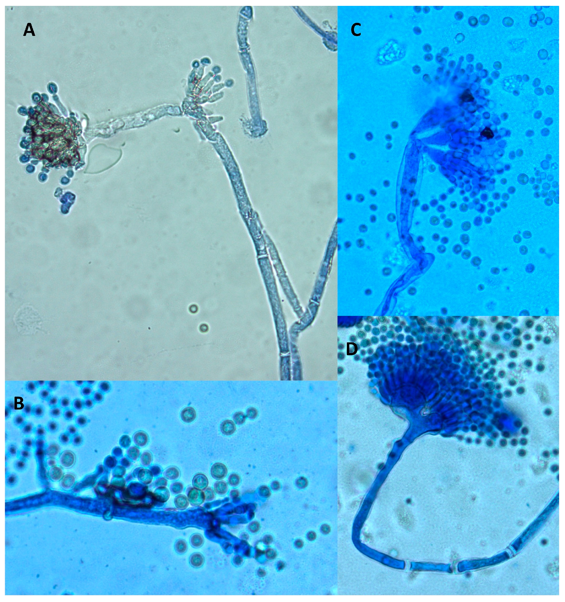 Molecules 28 05123 g004
