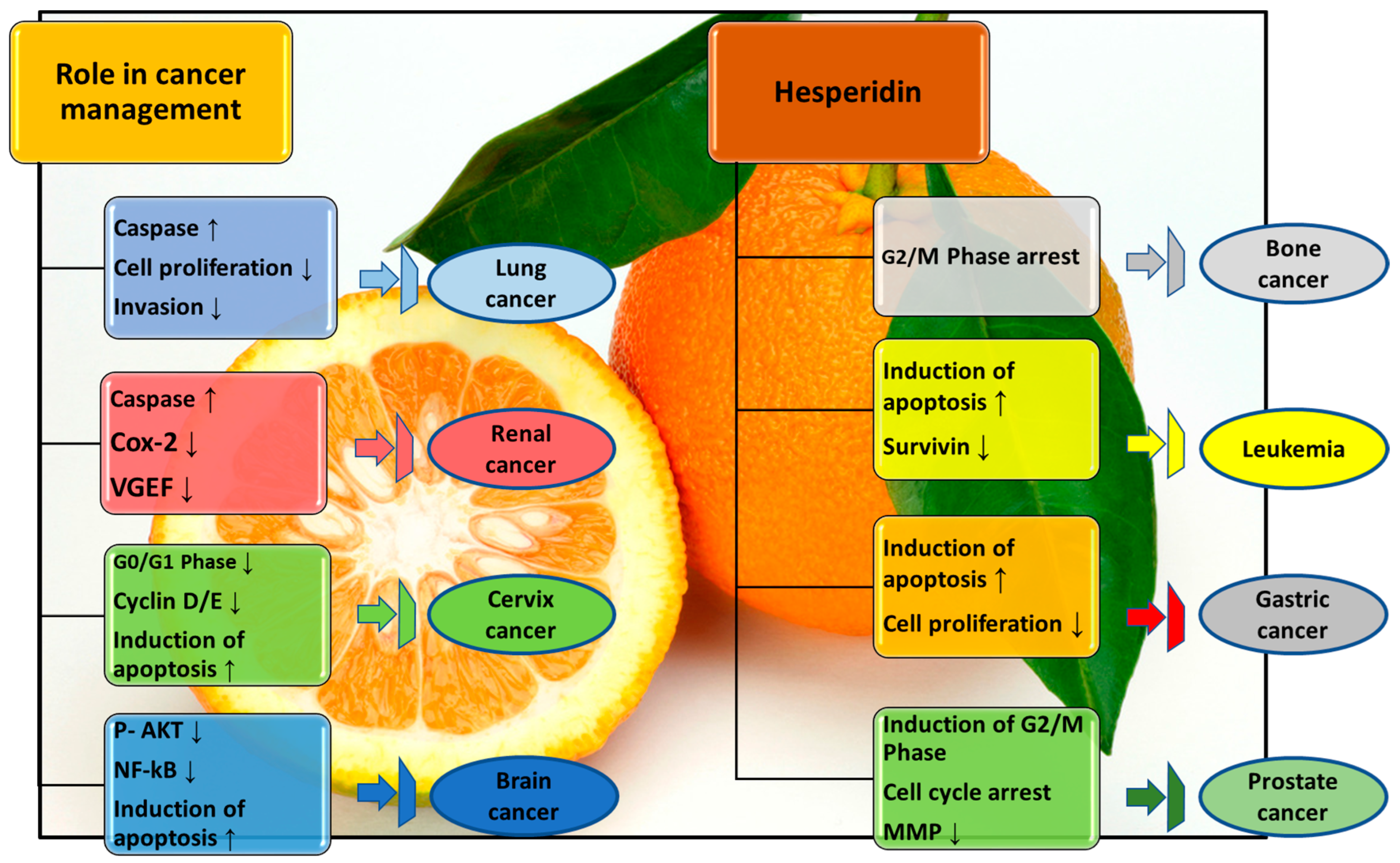 Molecules 28 05152 g003