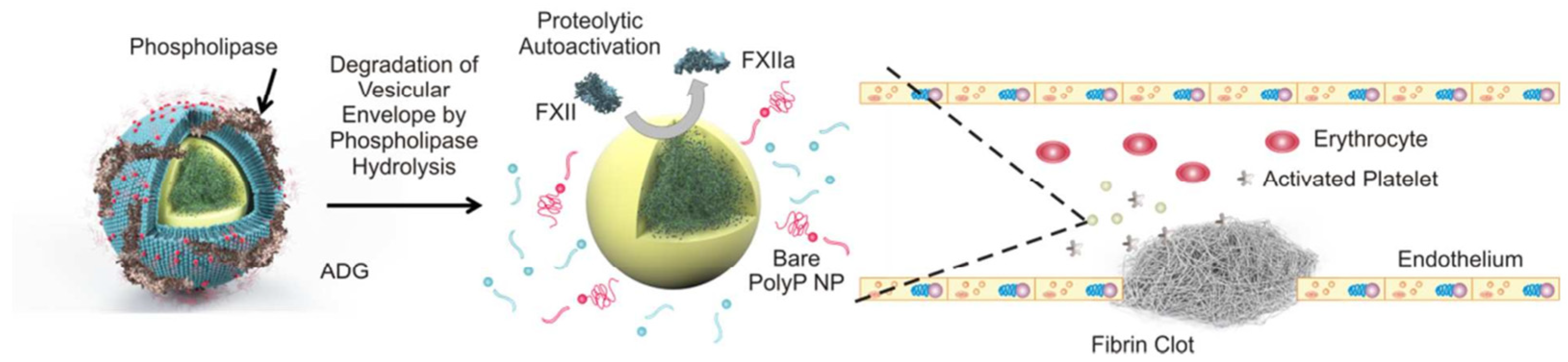 Molecules 28 05264 g004