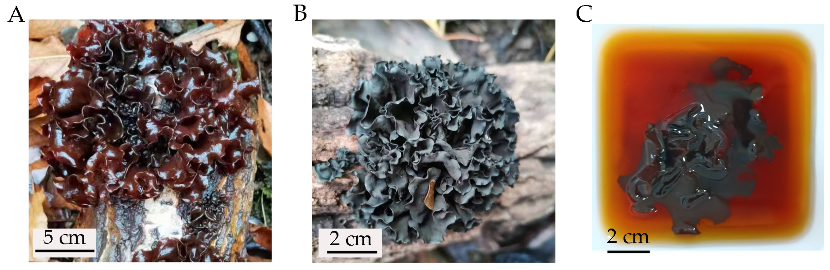 Molecules 28 05391 g001