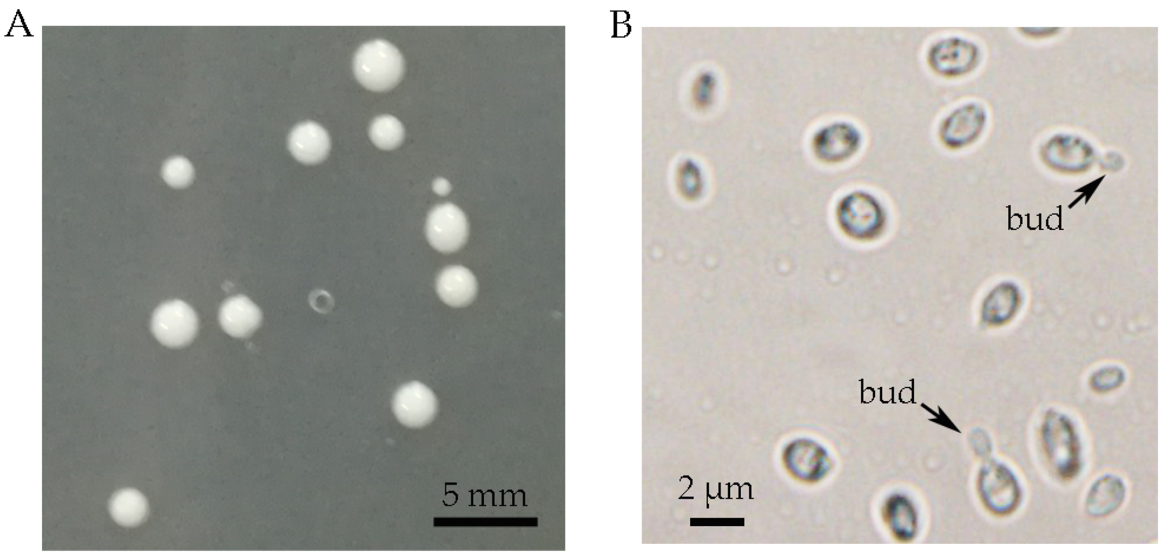 Molecules 28 05391 g002