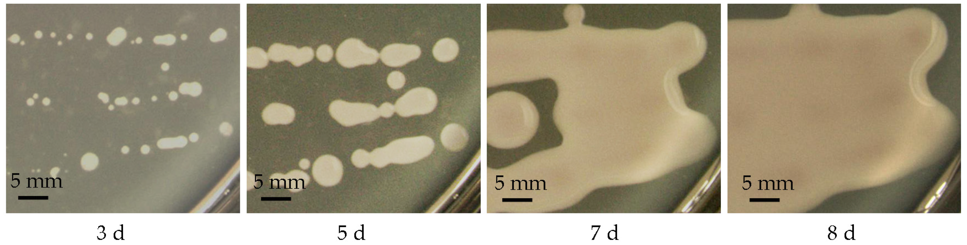 Molecules 28 05391 g004