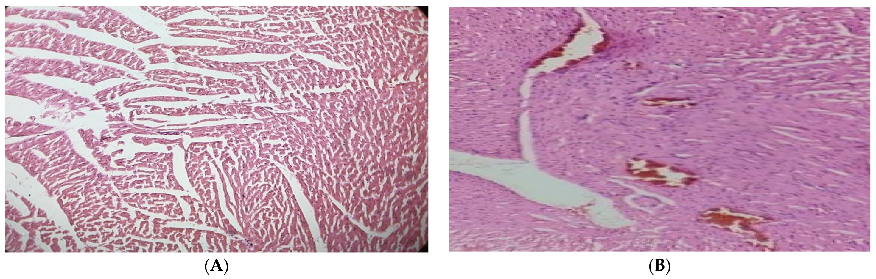 Molecules 28 05453 g004a Molecules 28 05453 g004a